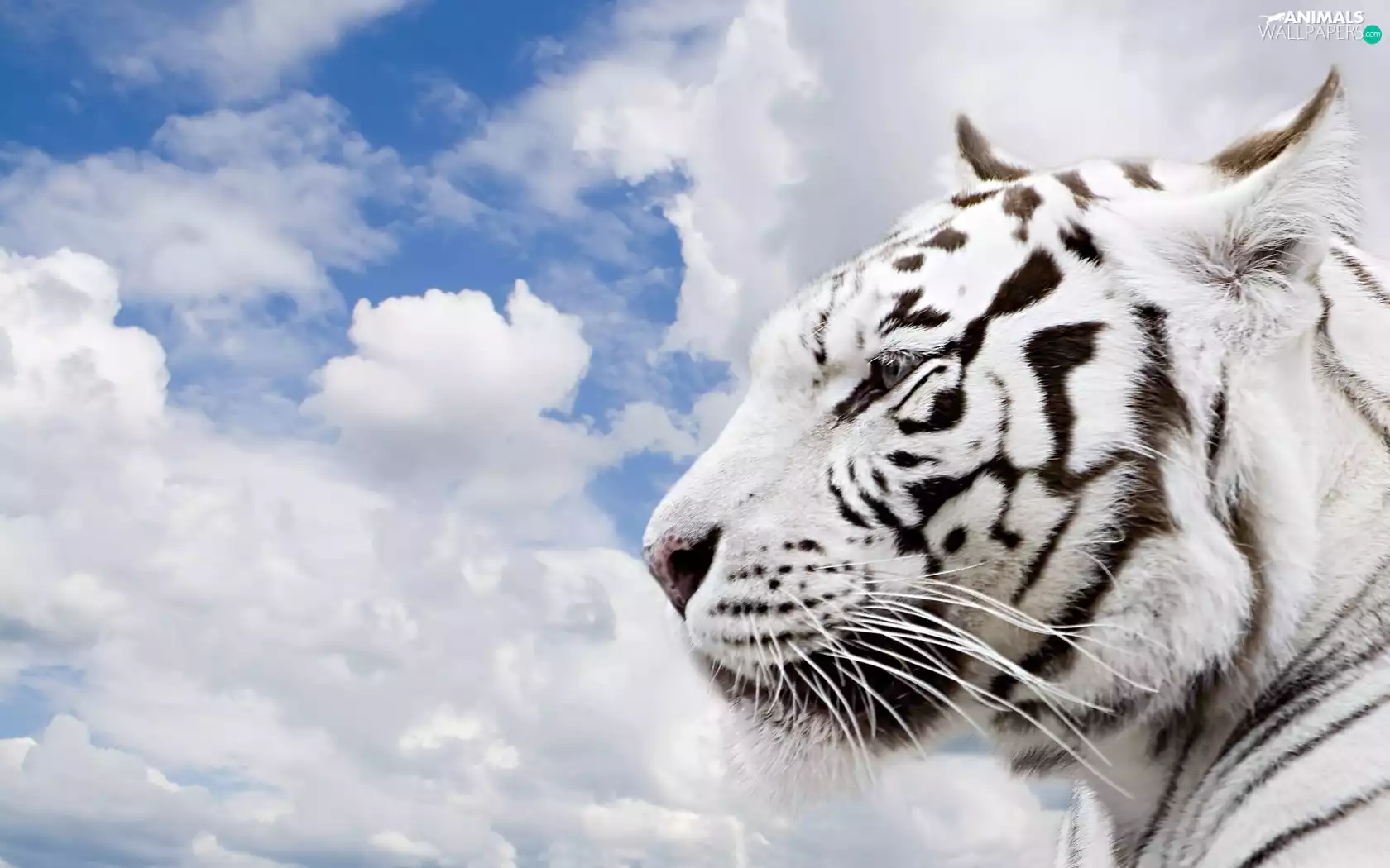 Sky, White, tiger