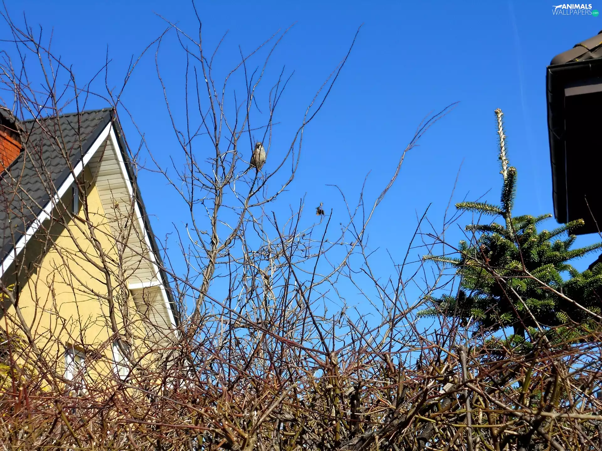 viewes, Houses, Blue, Sky, sparrow, trees