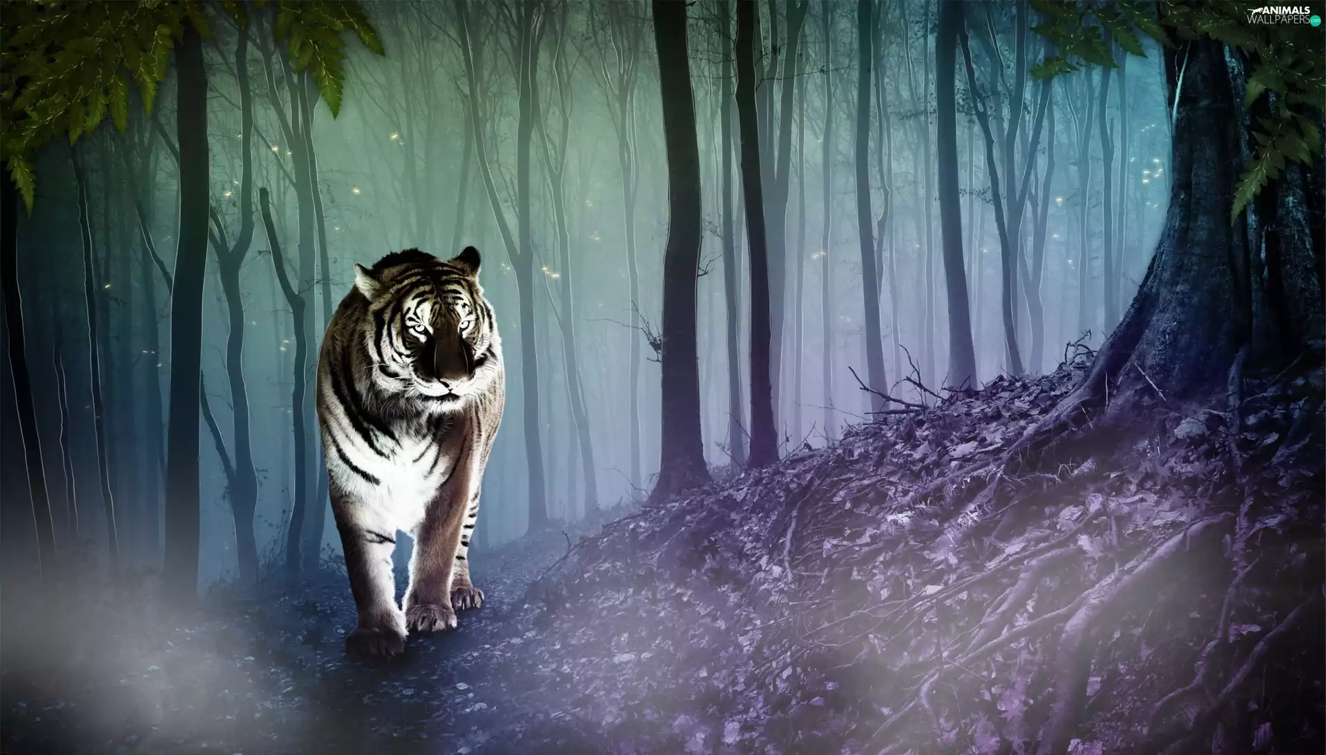 skylights, tiger, forest