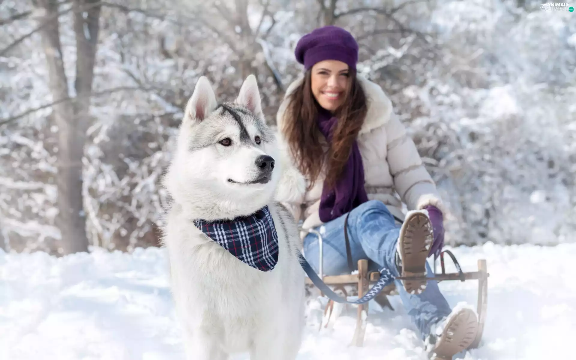 winter, sledge, dog, Husky, girl