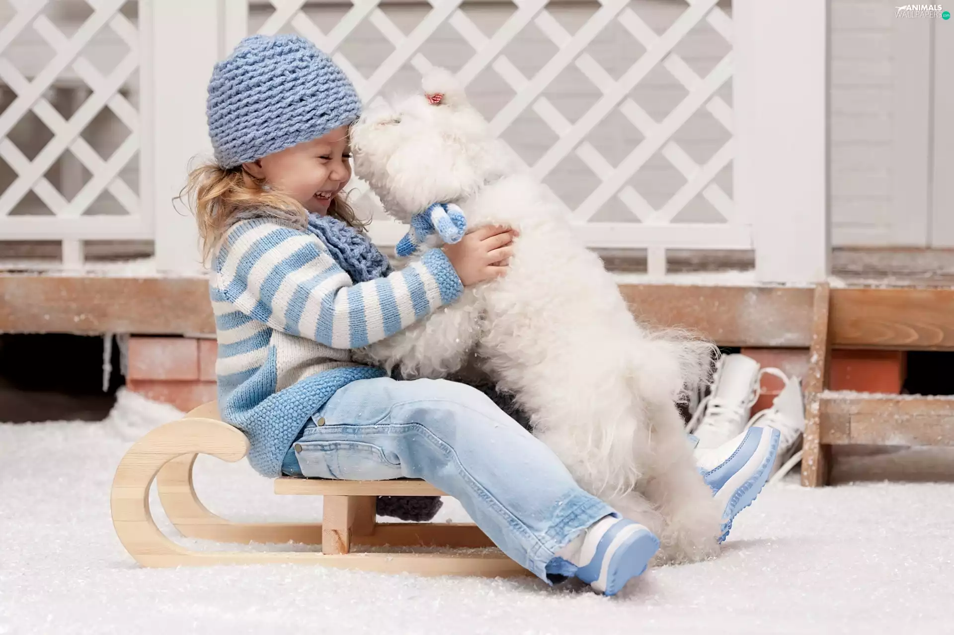girl, sledge, Miniature Poodle, joy