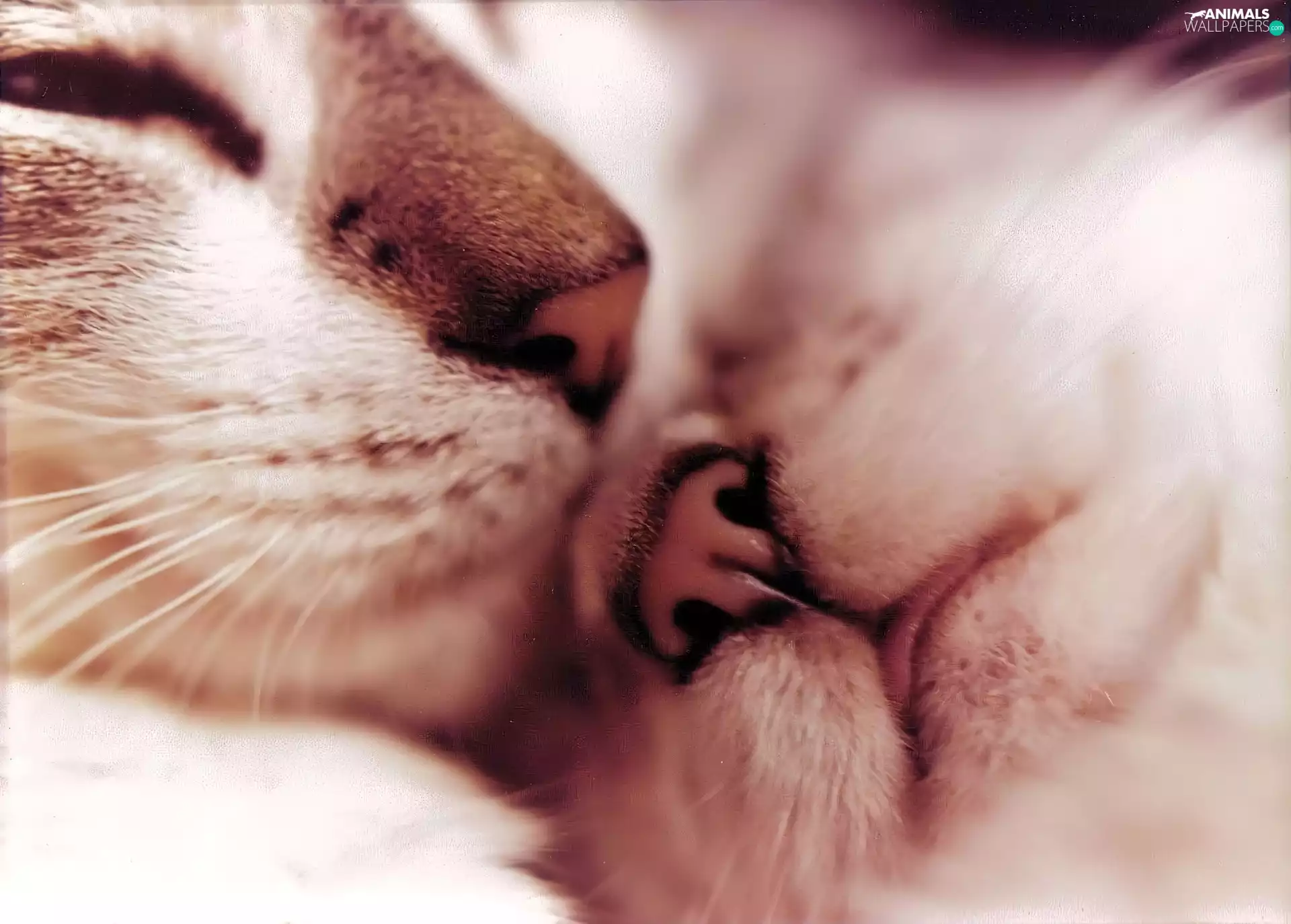 cats, dream, mouth, Sleeping