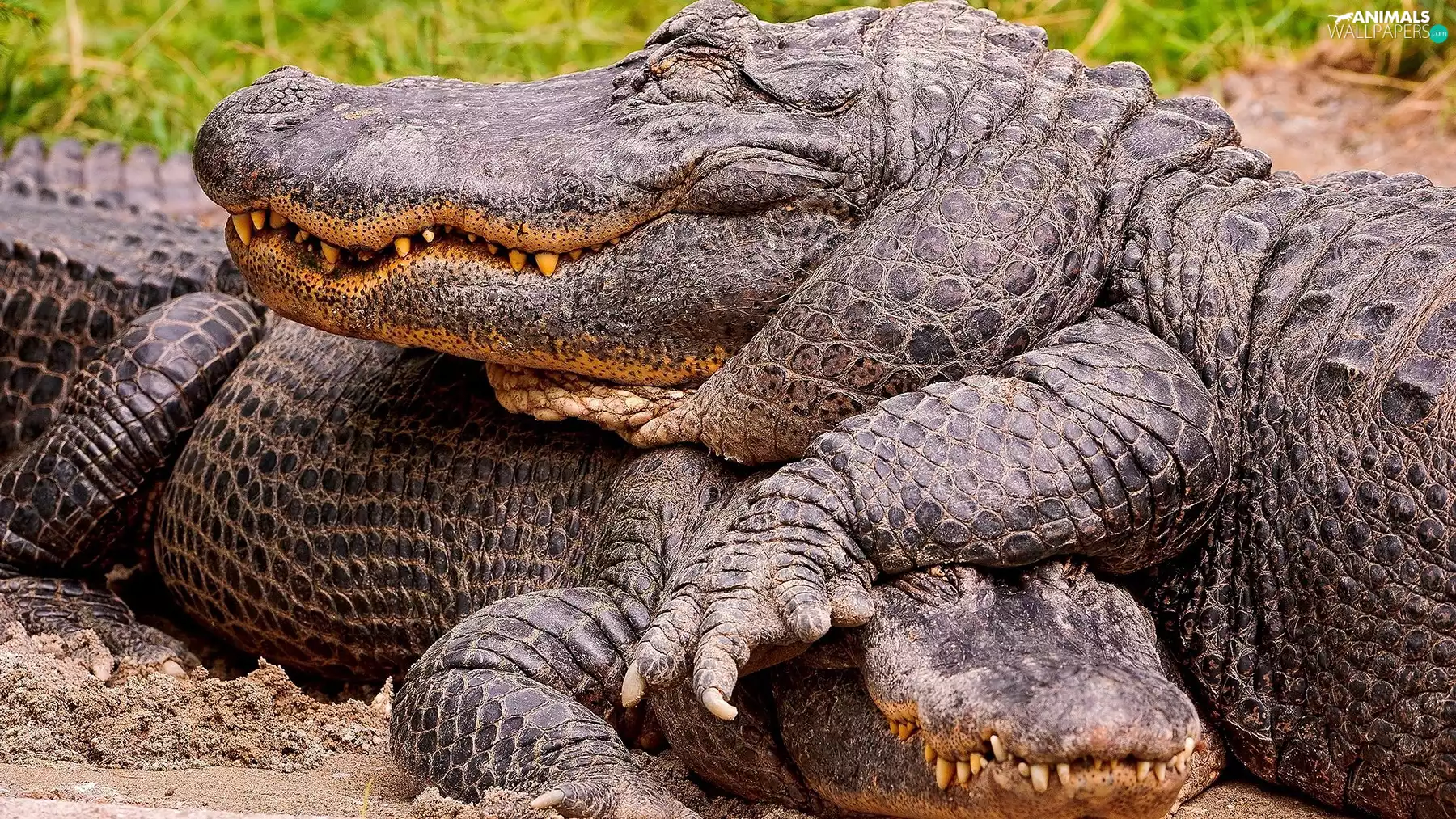 Sleeping, crocodiles