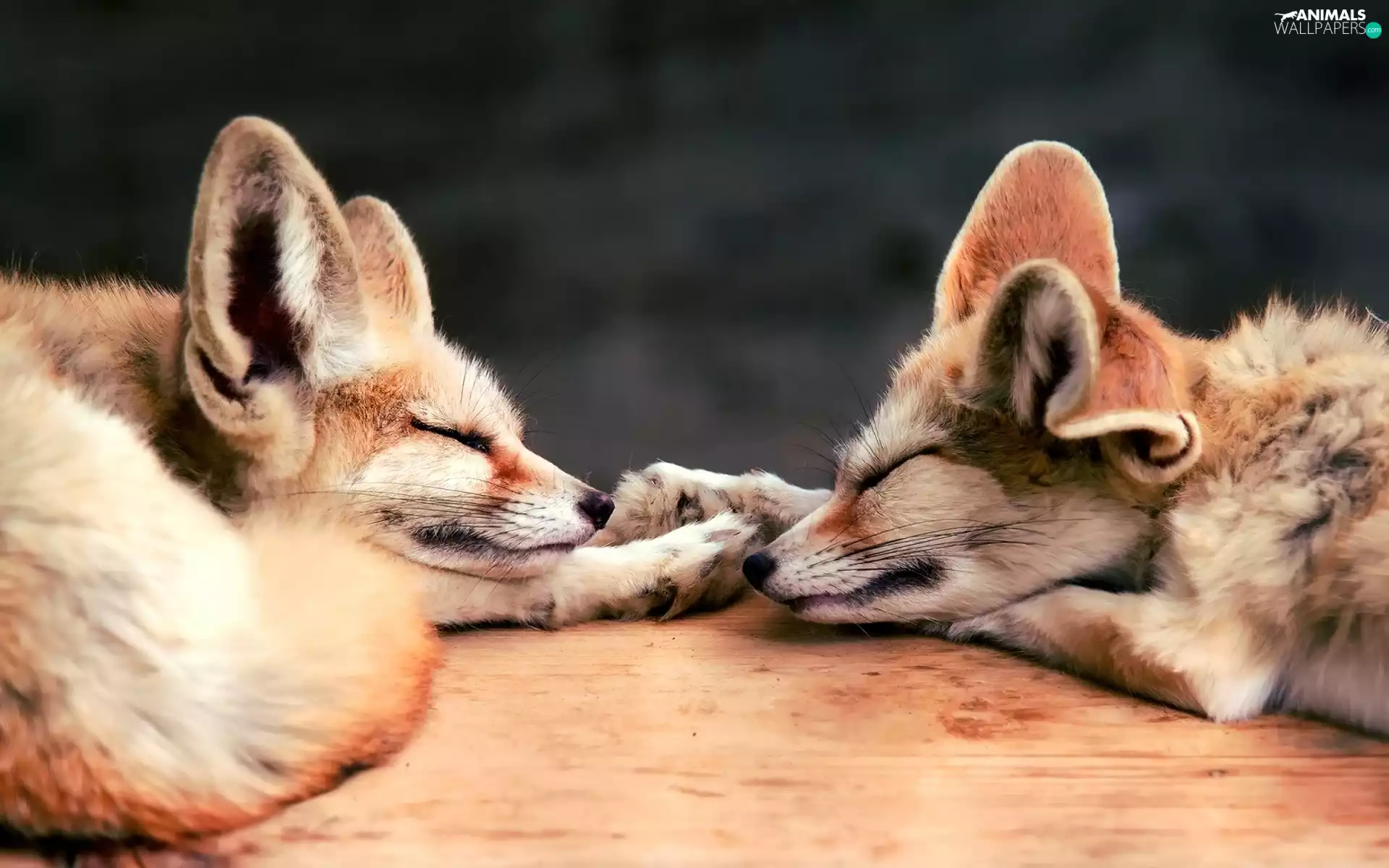 Sleeping, fox