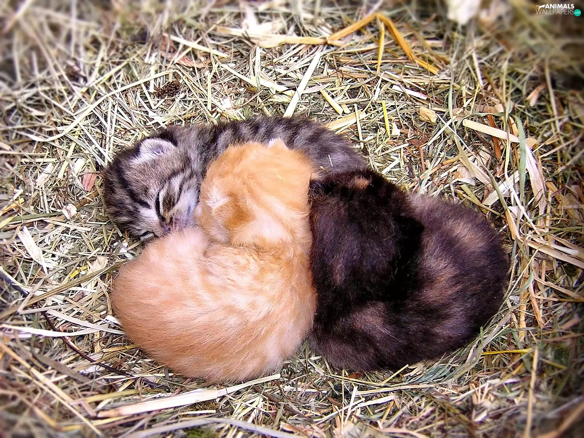Sleeping Kittens, Hay