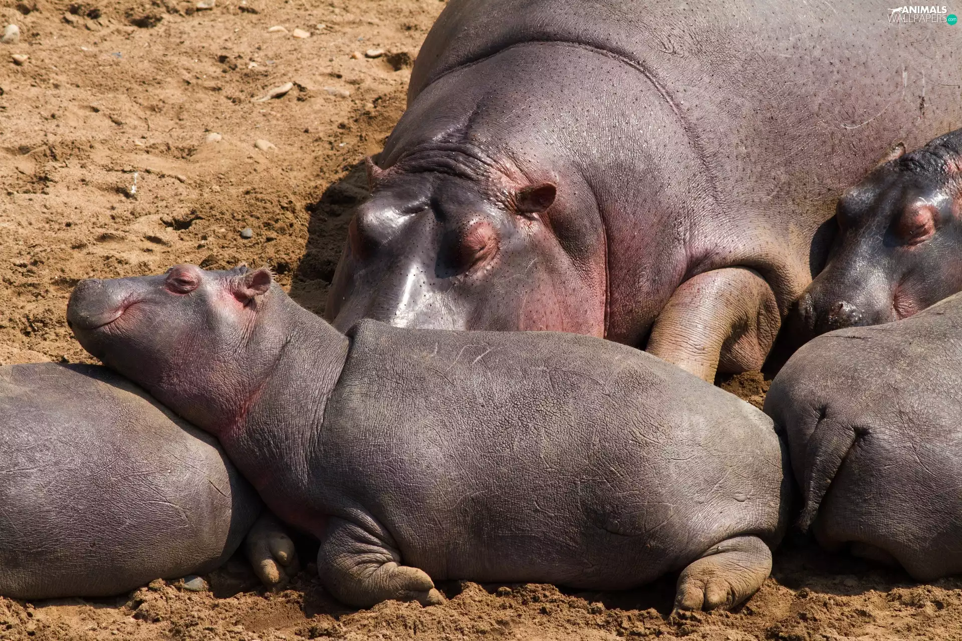 Sleeping, hippos