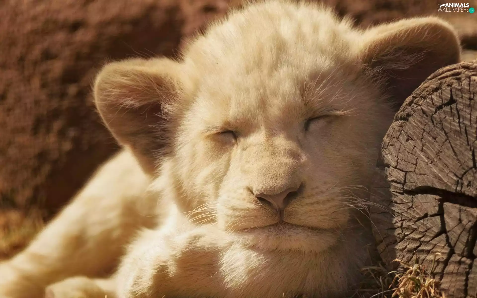 Sleeping, lion