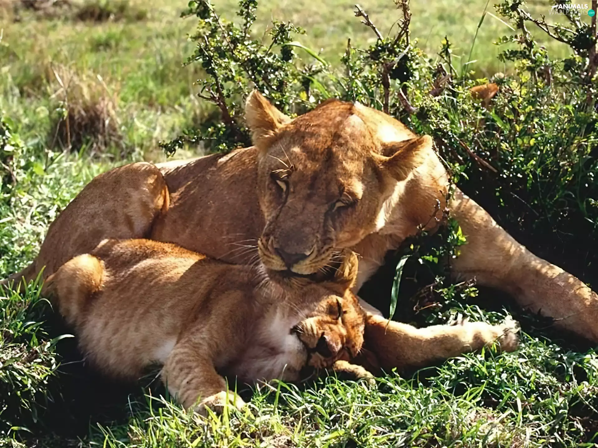 Lioness, young, grass, Sleeping