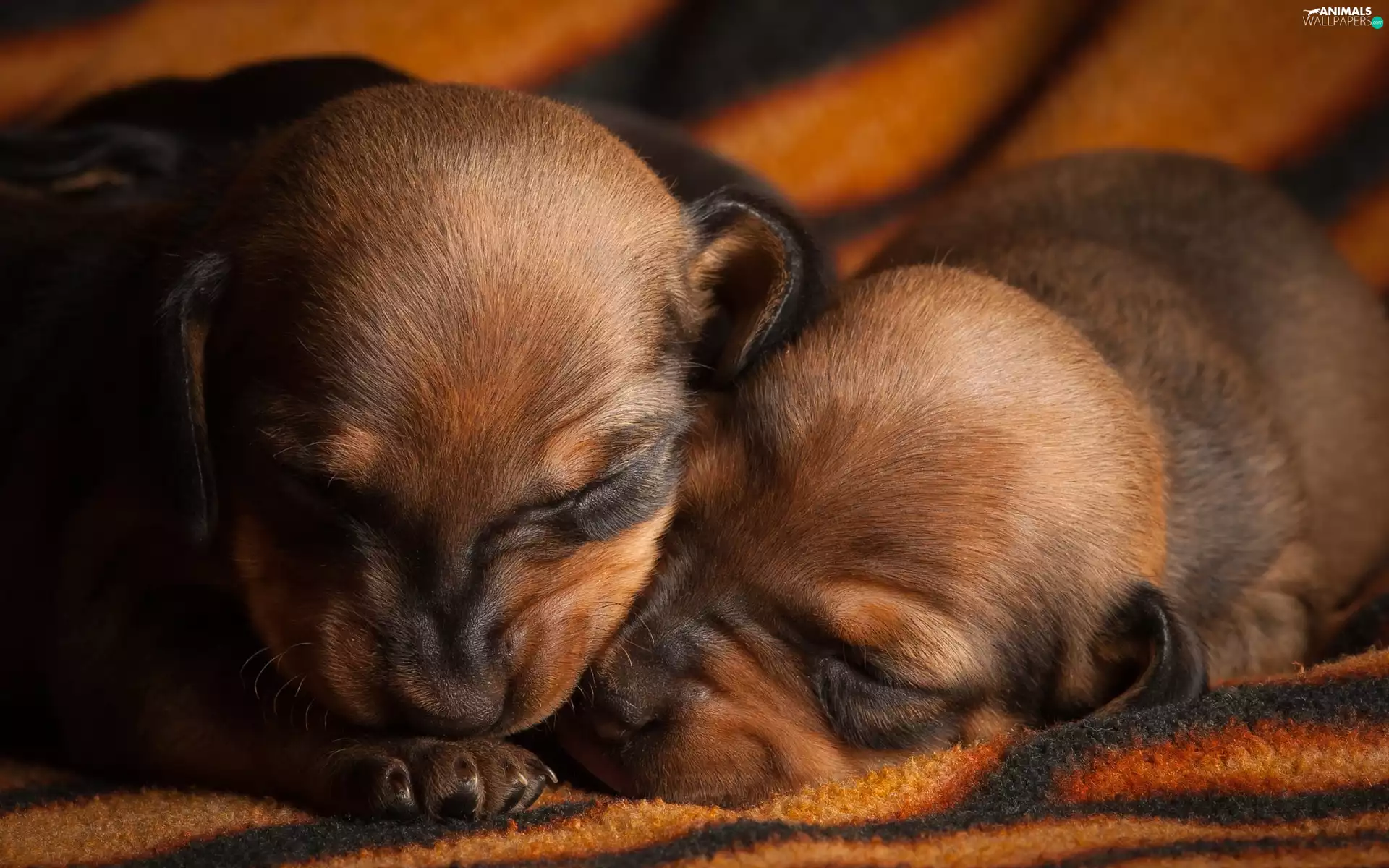 puppies, Two cars, Sleeping