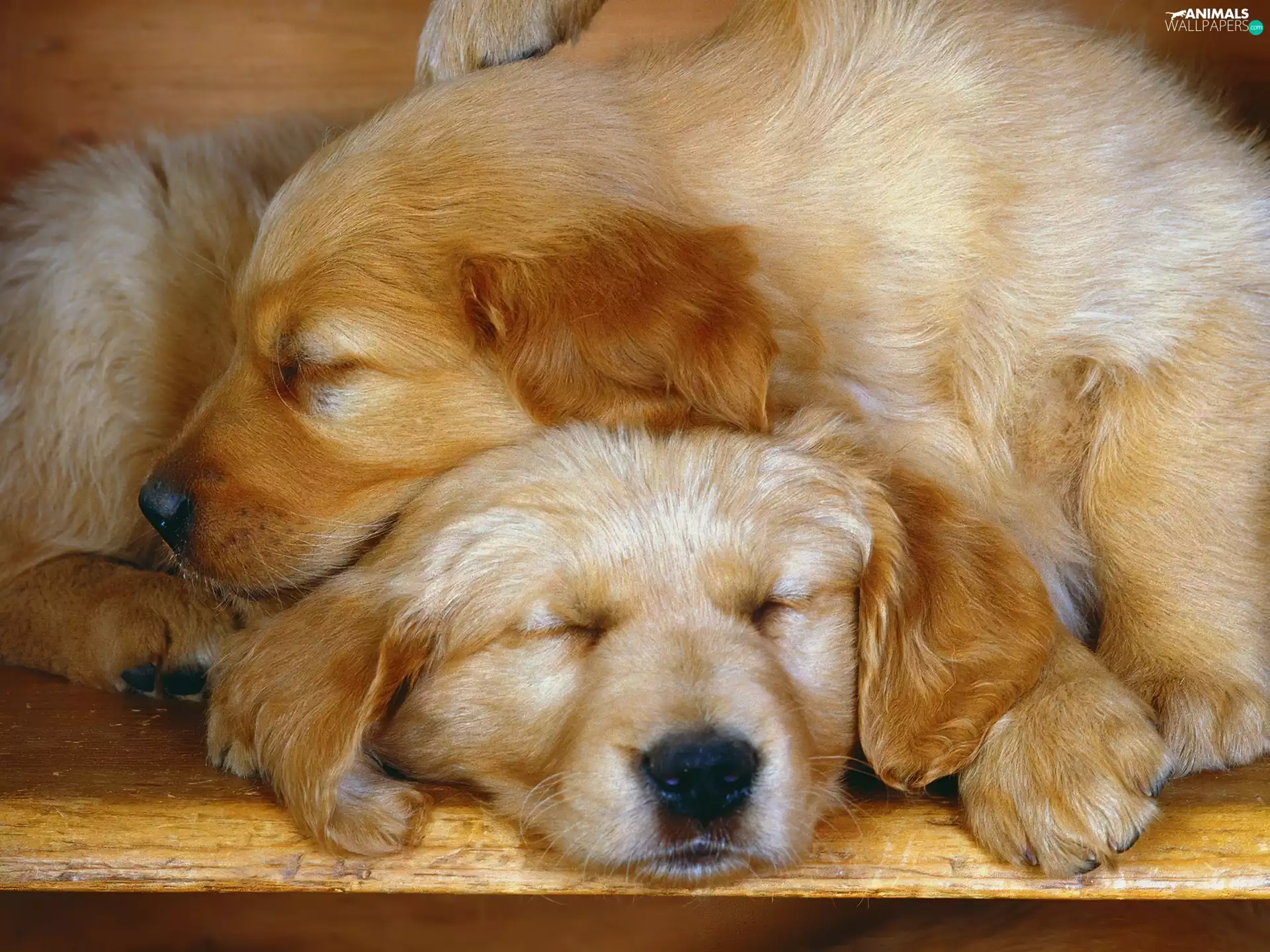 Golden Retriever, Puppy, Sleeping, Dogs, Two cars