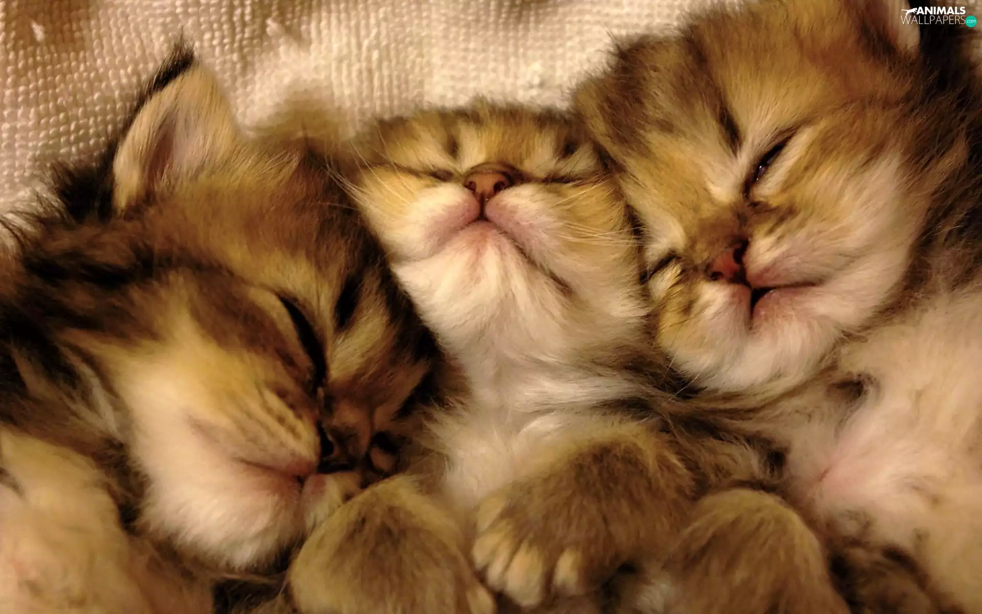 Three, Sleeping, puss, little doggies