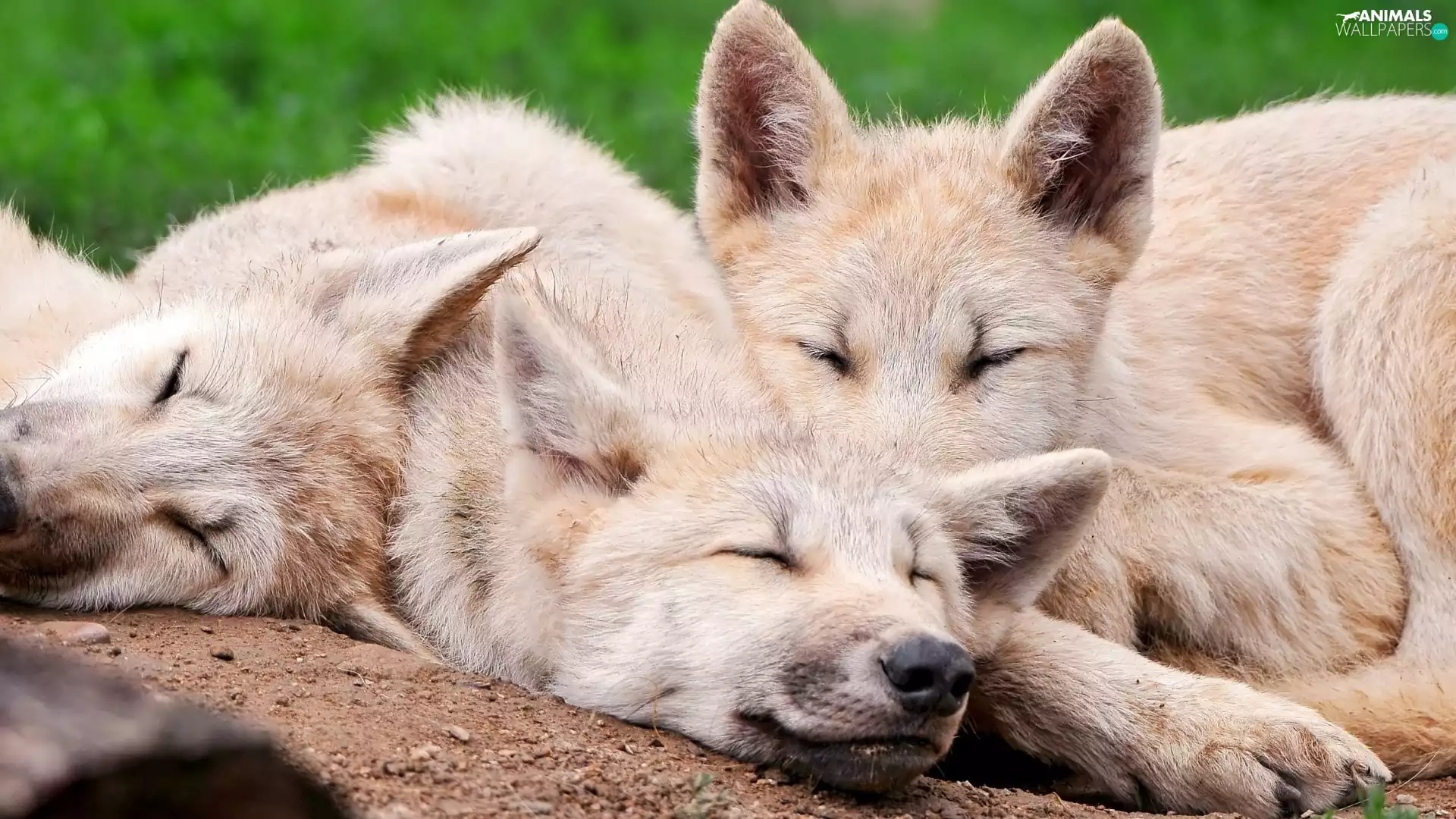 Sleeping, wolves