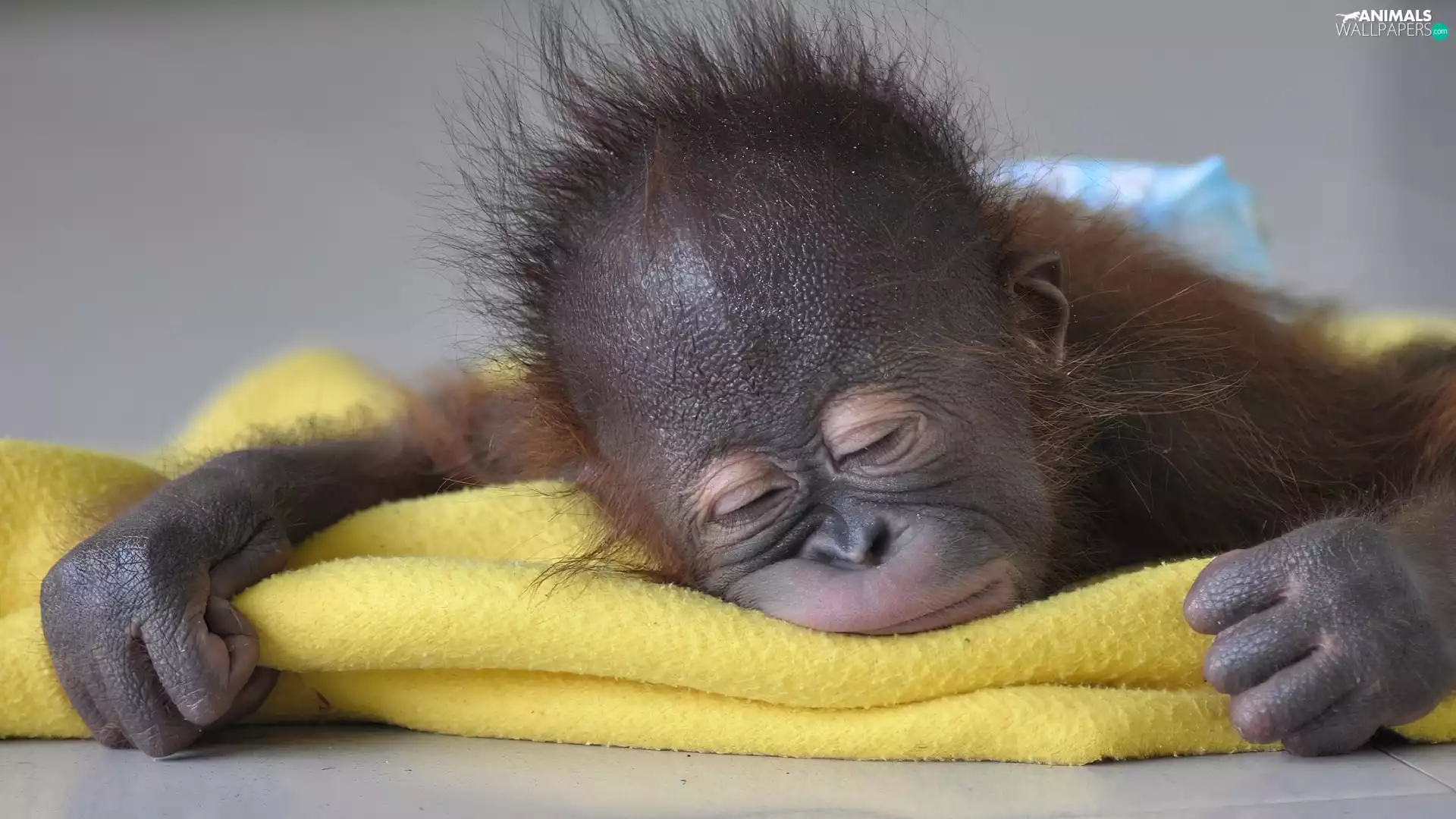 the sleeping, Yellow, Blanket, Monkey