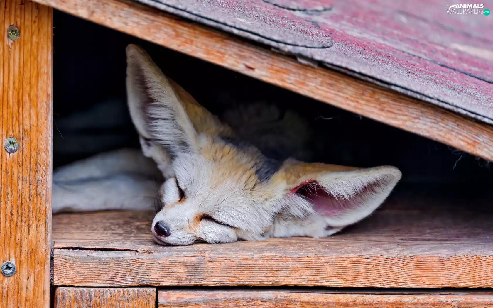 sleepy, fox