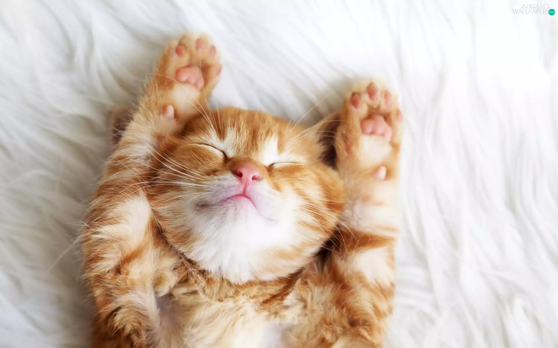Funny, ginger, kitten, sleepy