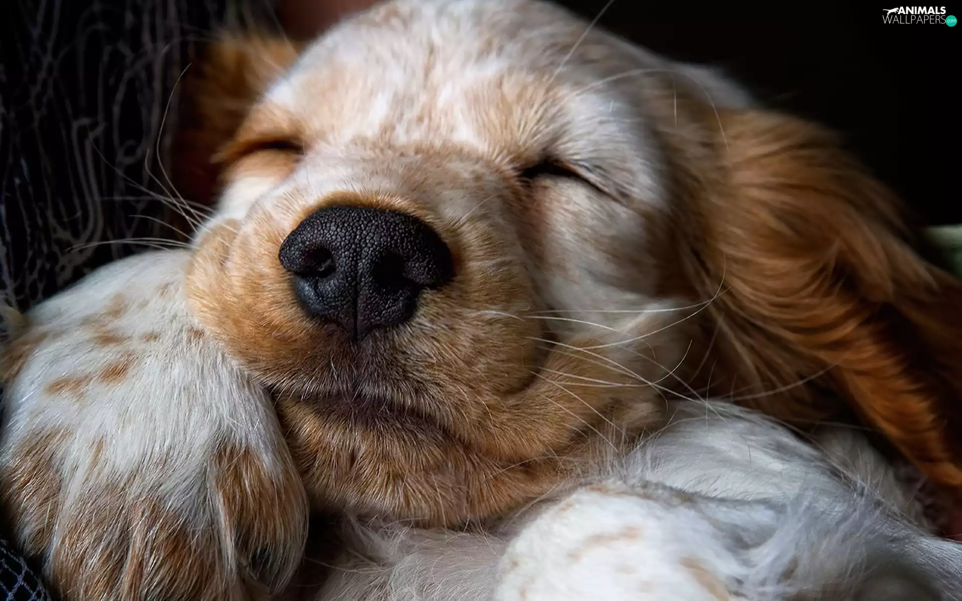 honeyed, dog, mouth, sleepy
