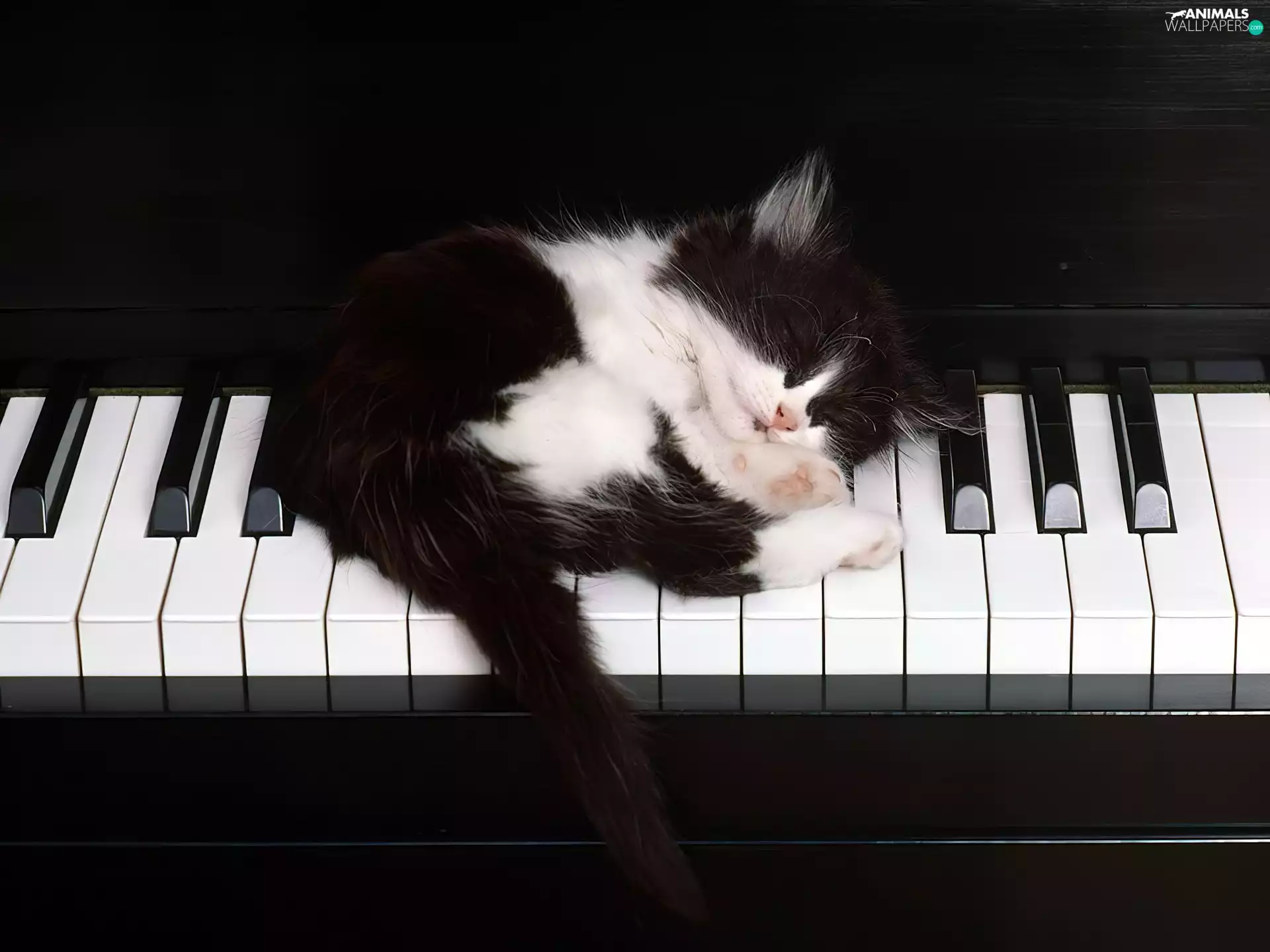 honeyed, kitten, Piano, sleepy