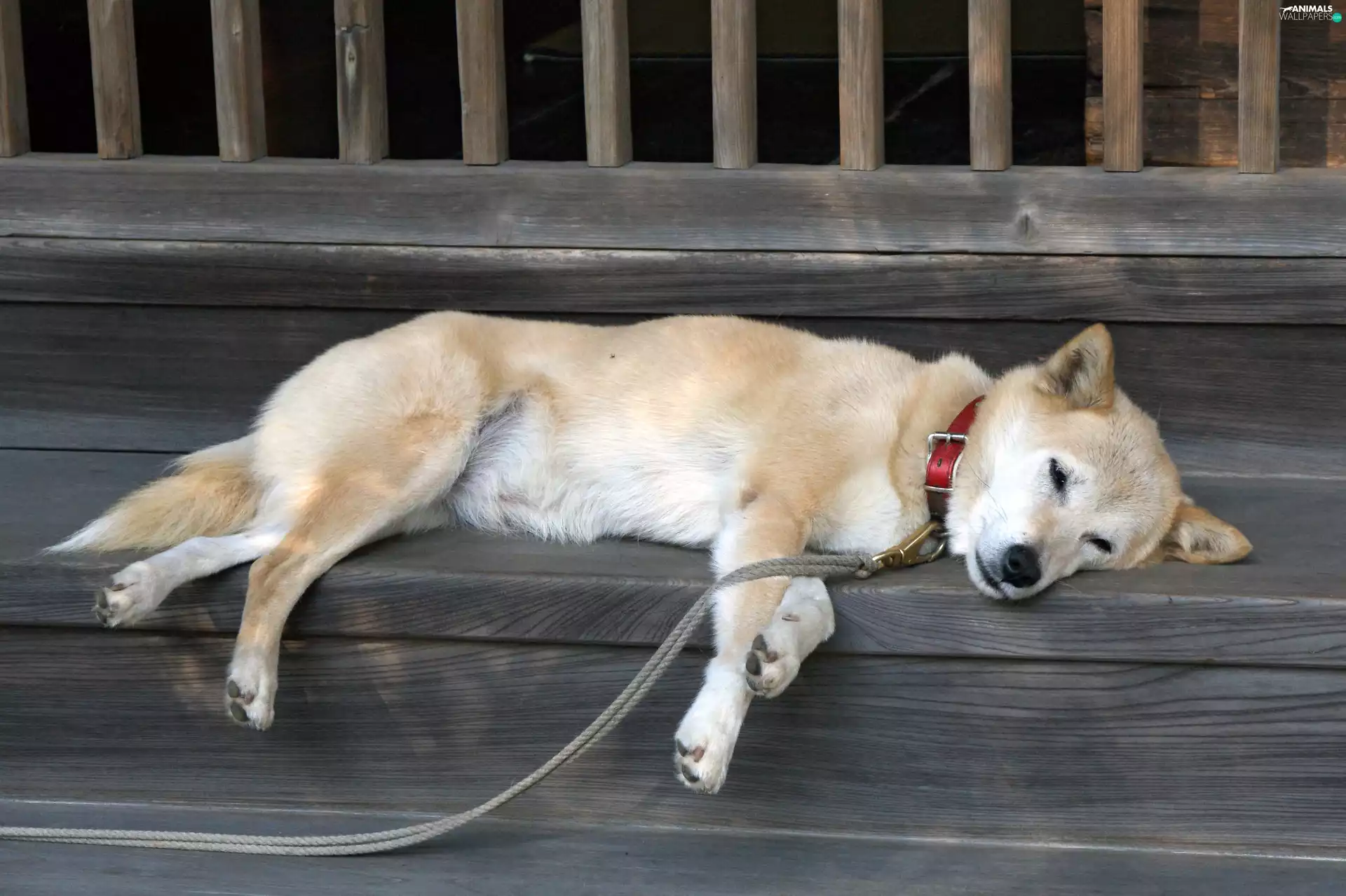 sleepy, Shiba inu