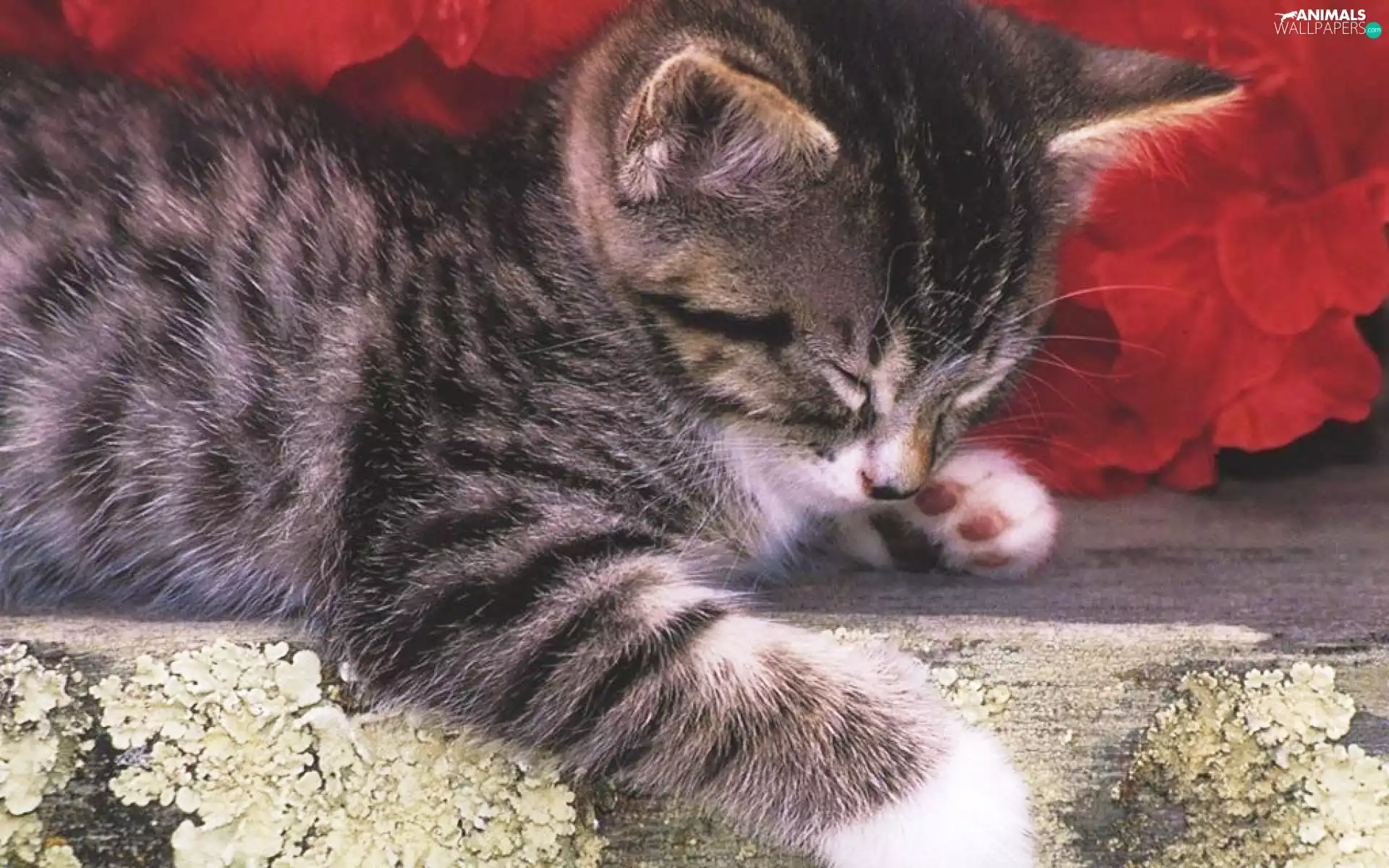 sleepy, kitten