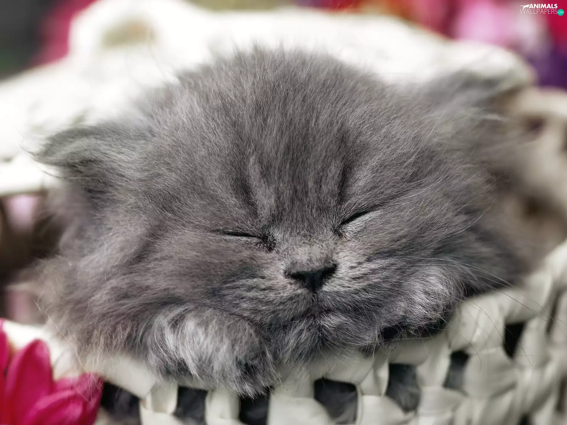 sleepy, kitty