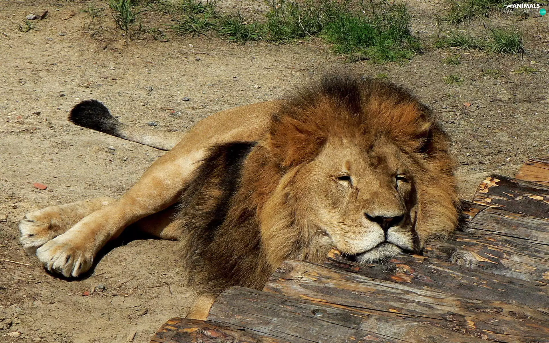 sleepy, Lion