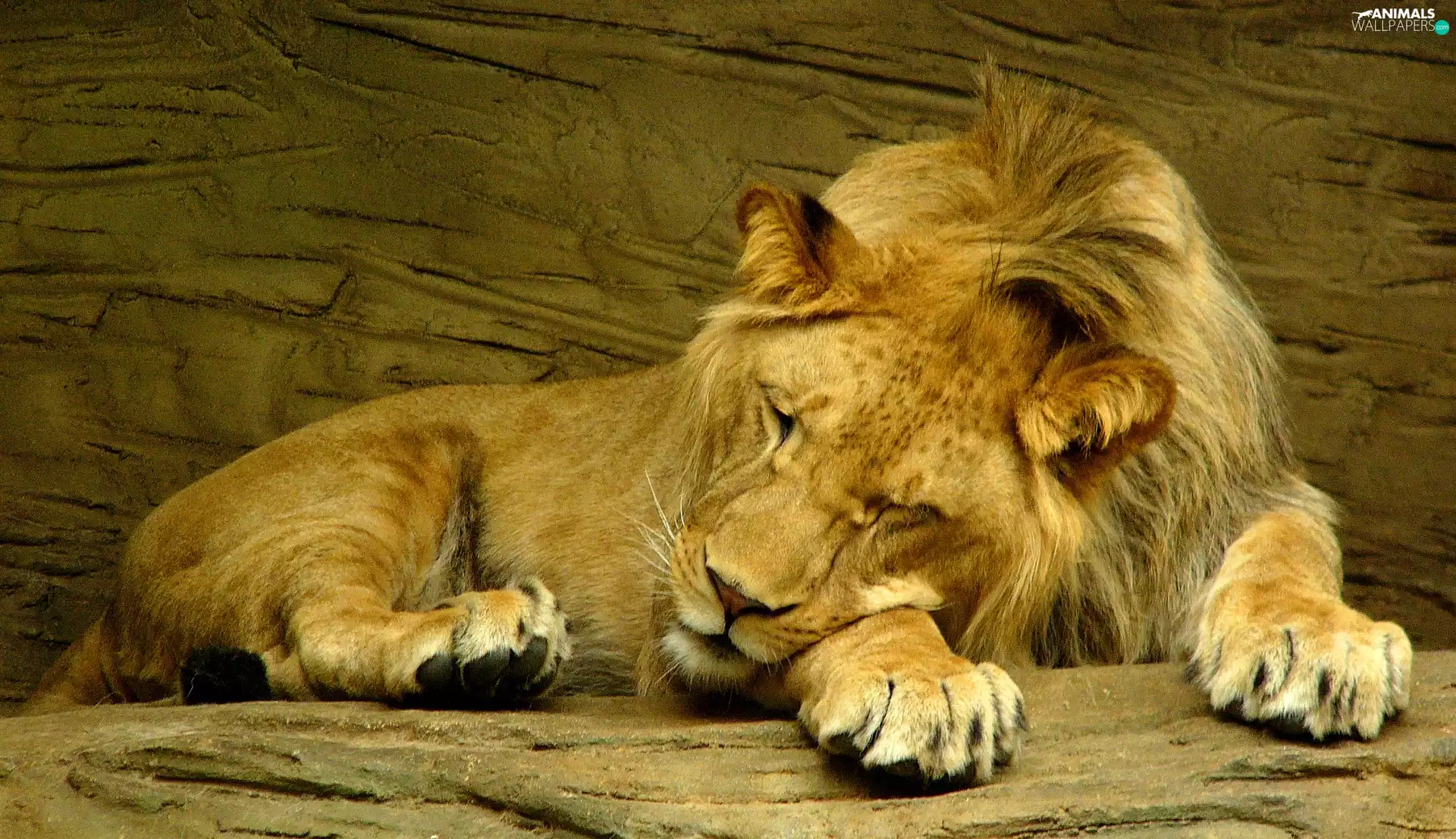sleepy, Lion