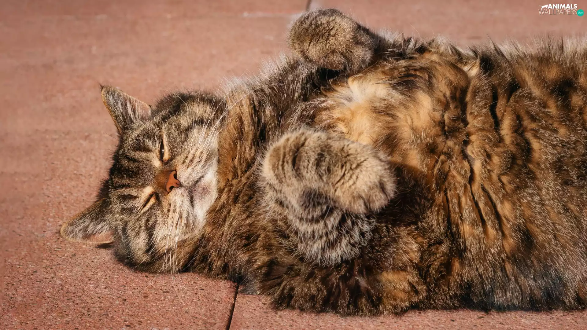 lying, dun, cat, sleepy