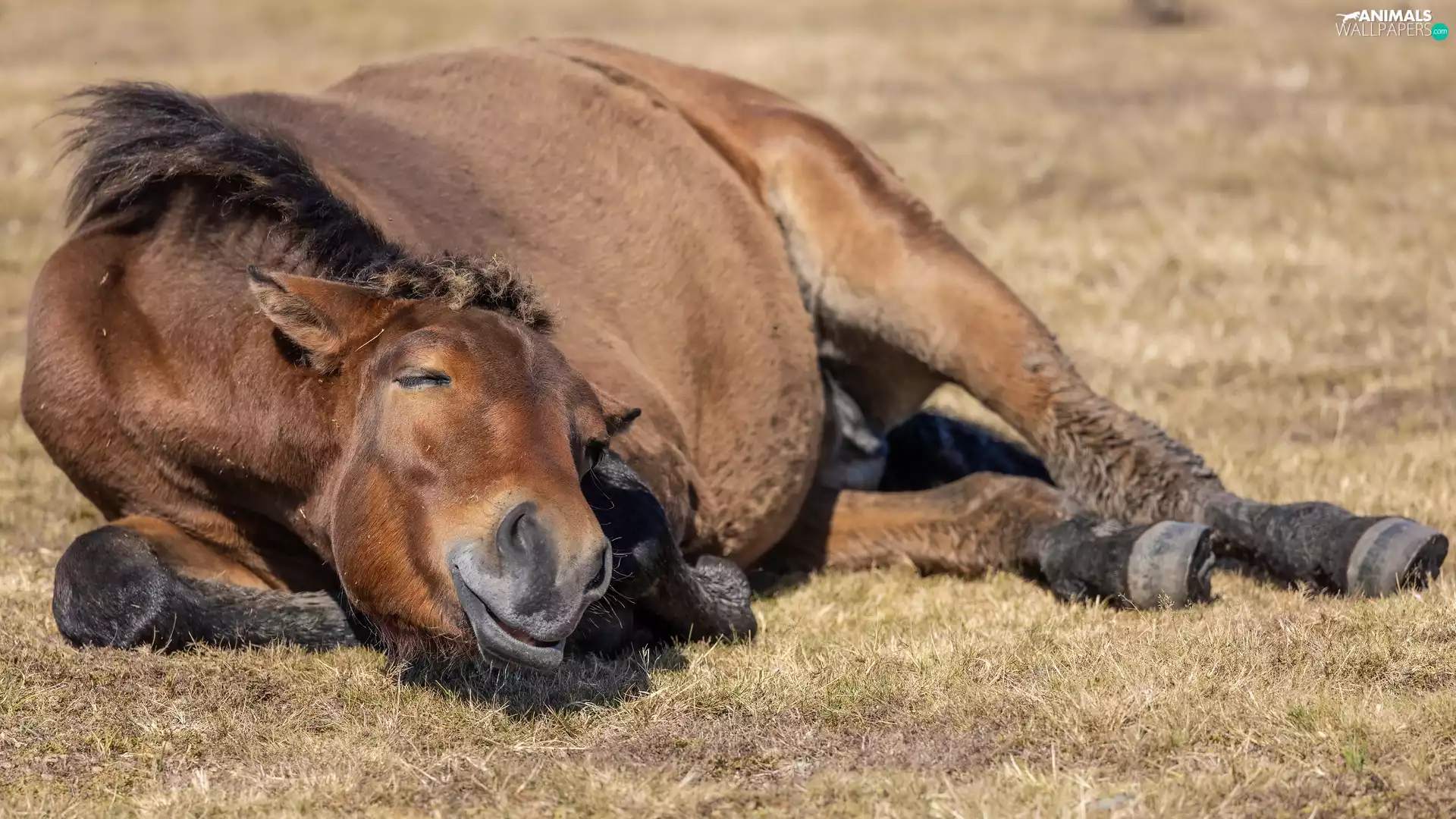 lying, Horse, Smile, sleepy