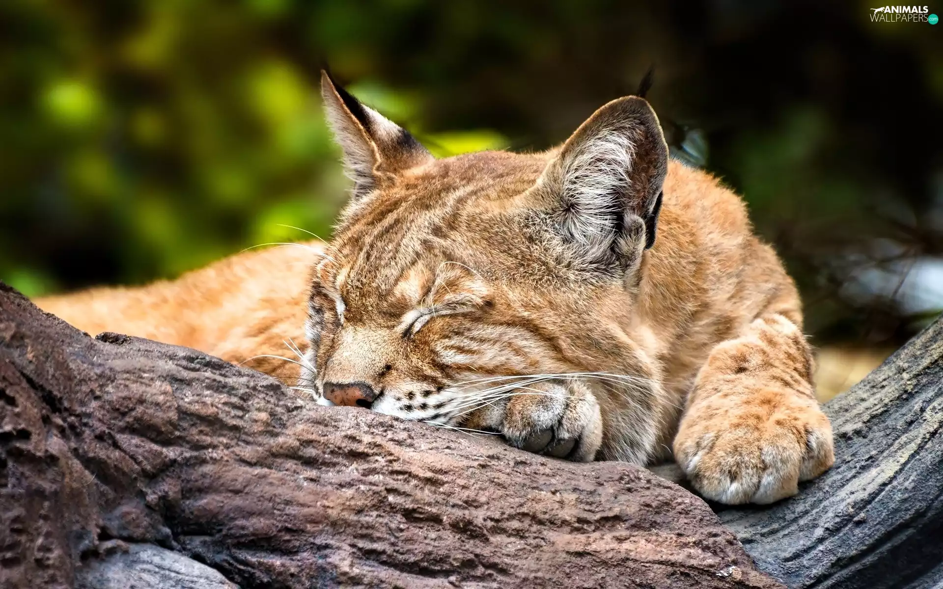 sleepy, Lynx