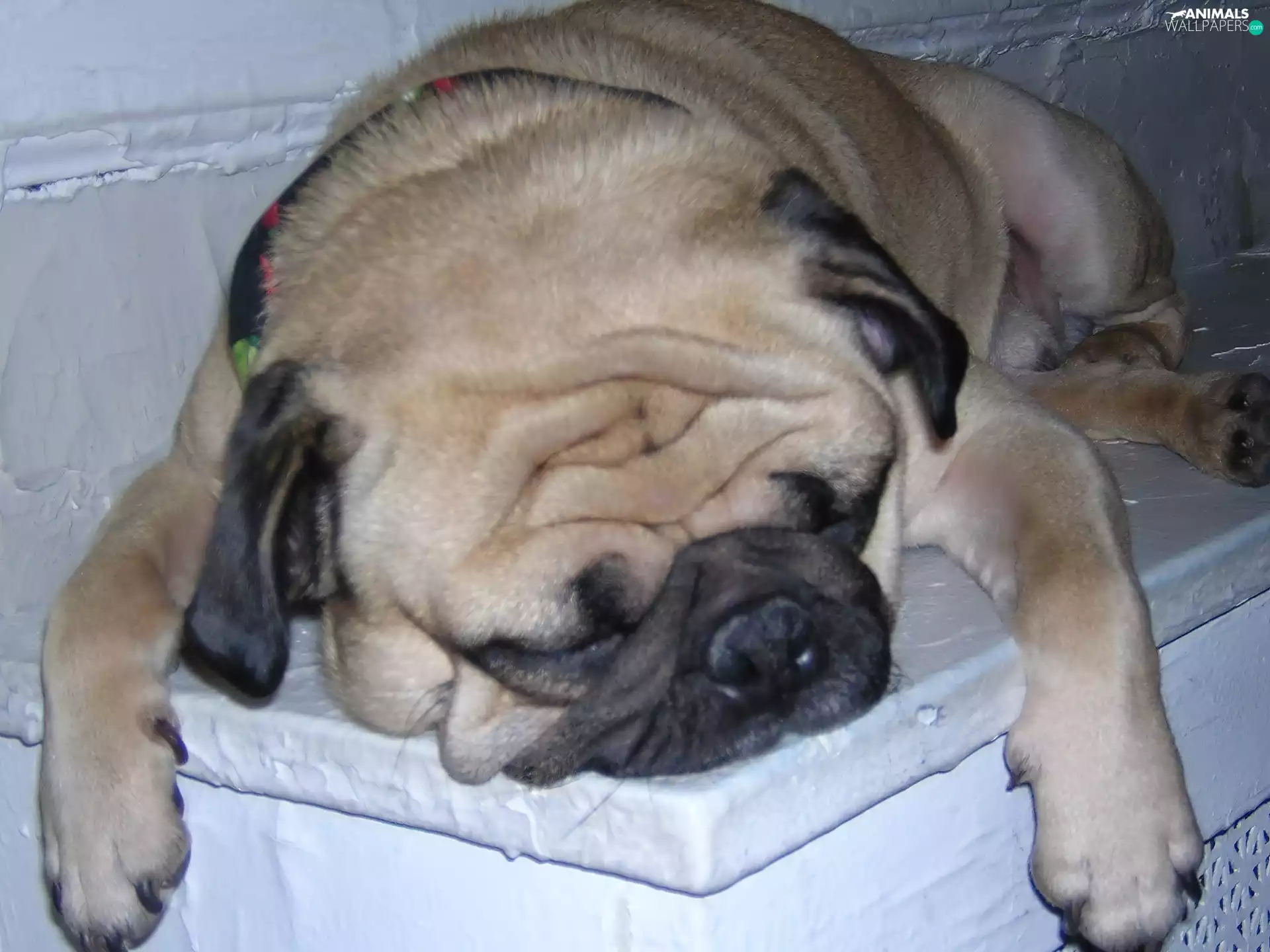 sleepy, pug