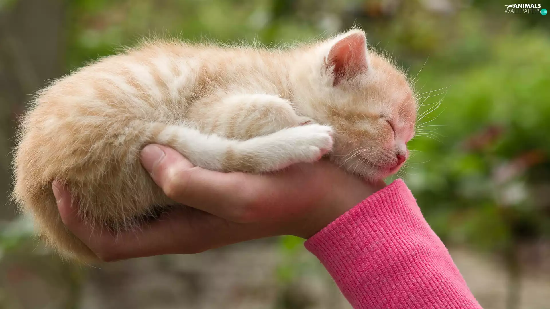 small, kitten, hand, sleepy