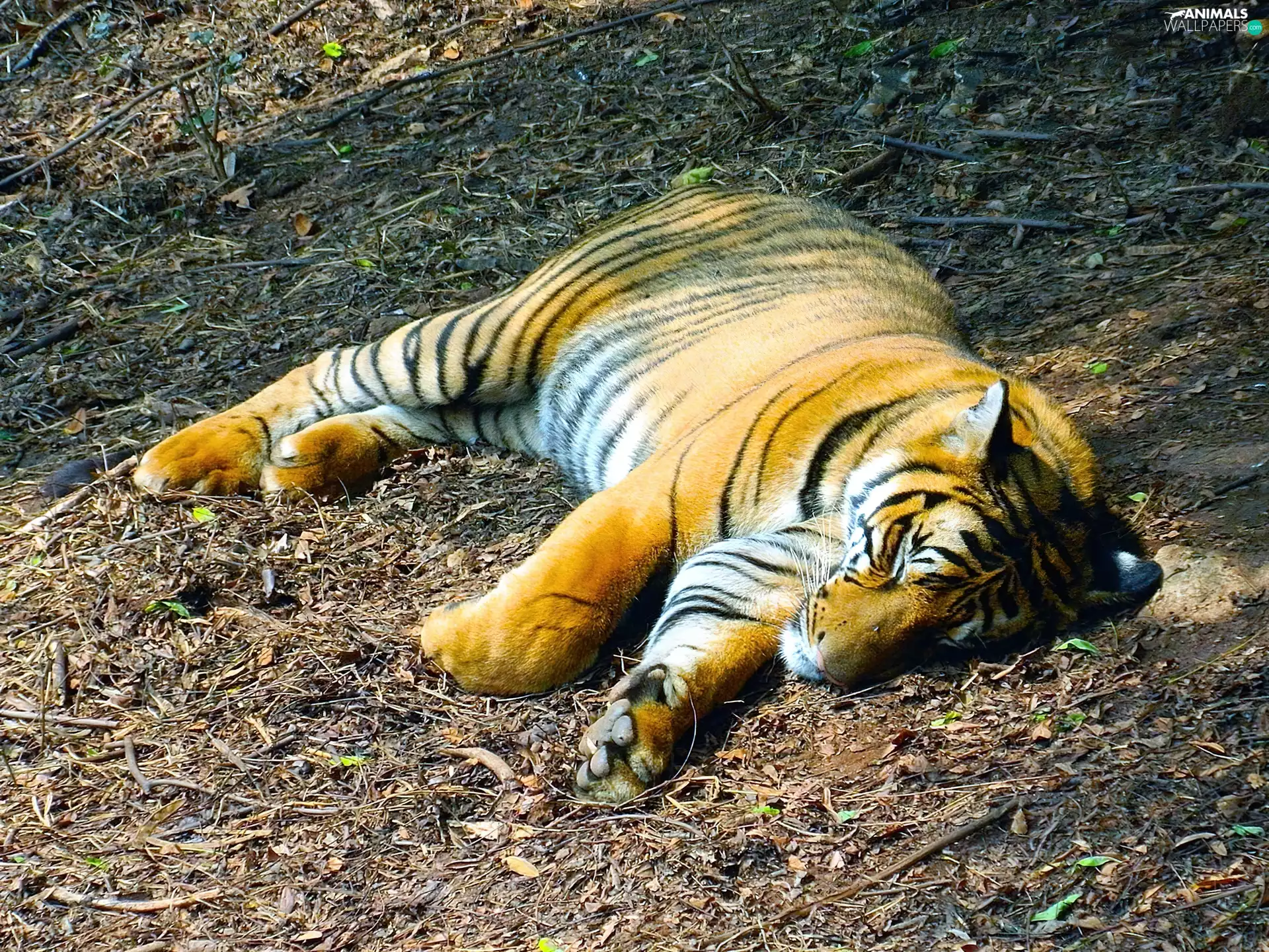 sleepy, tiger