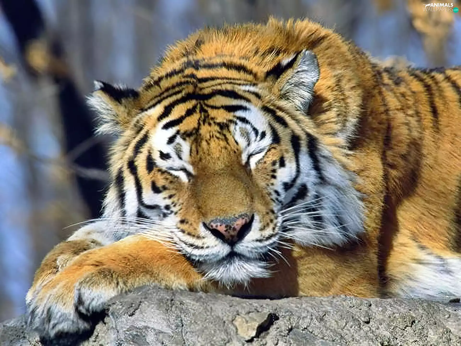 sleepy, tiger