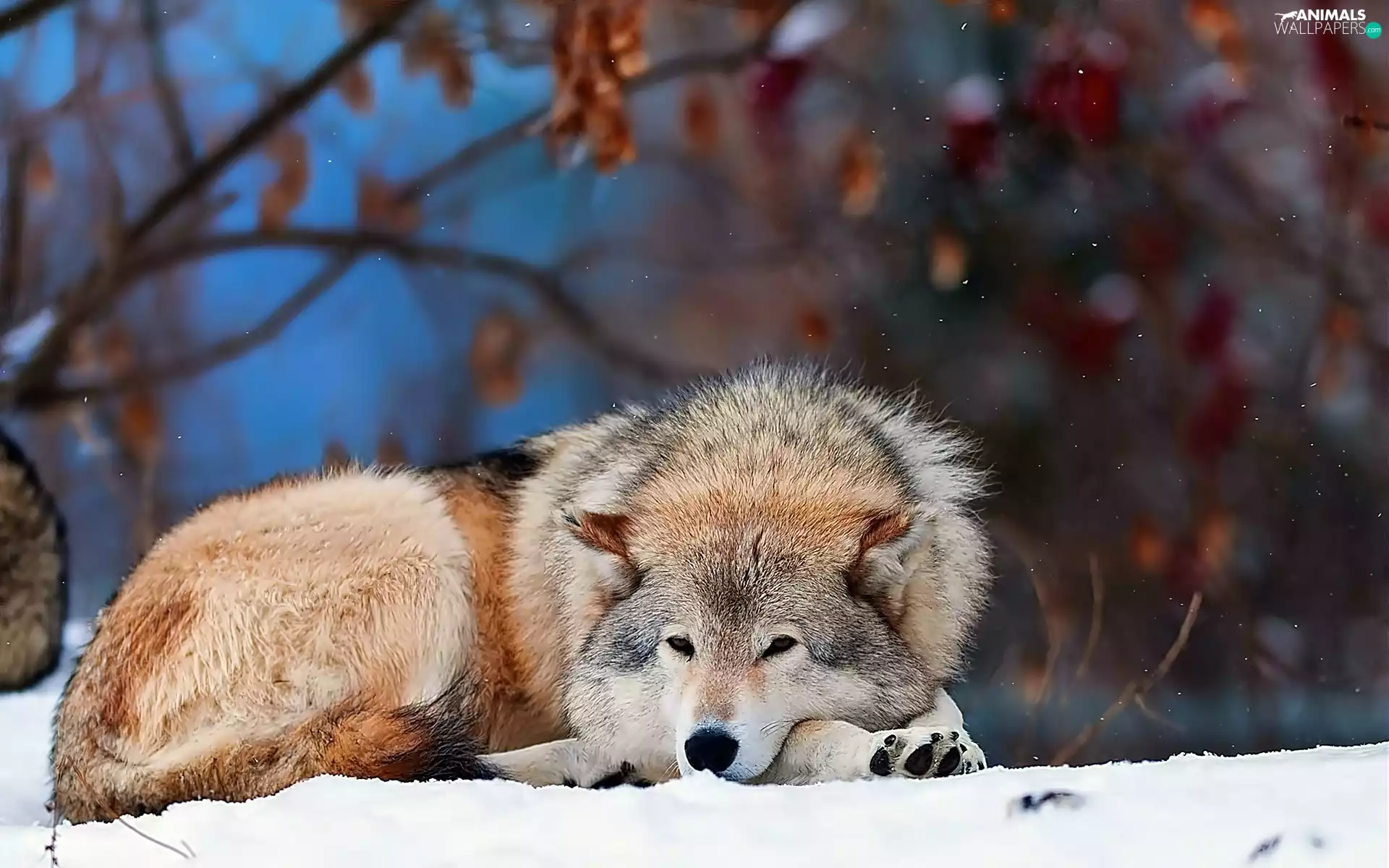 sleepy, Wolf
