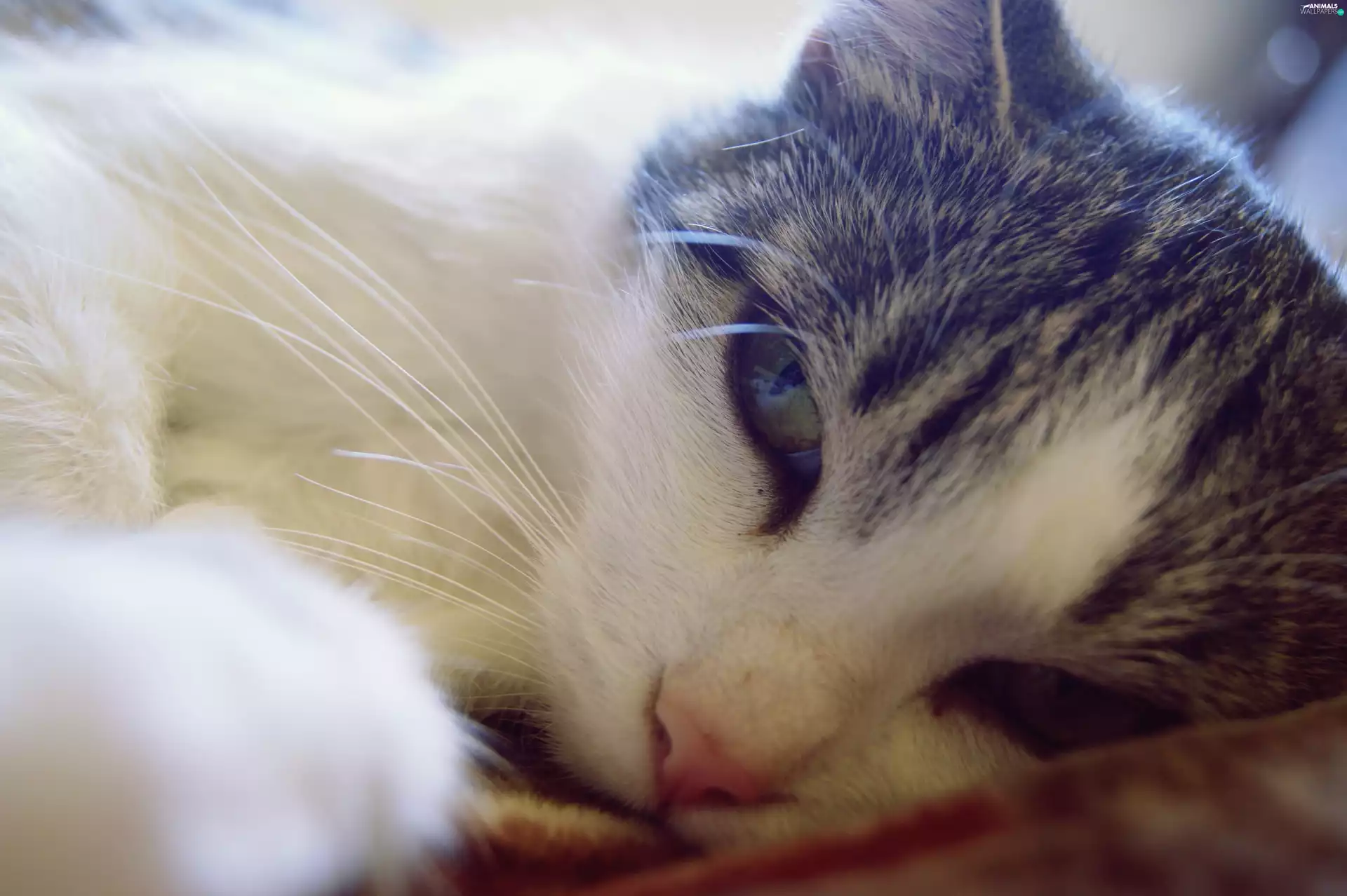 dachshund, sleepyhead, cat, Frisky, kitty