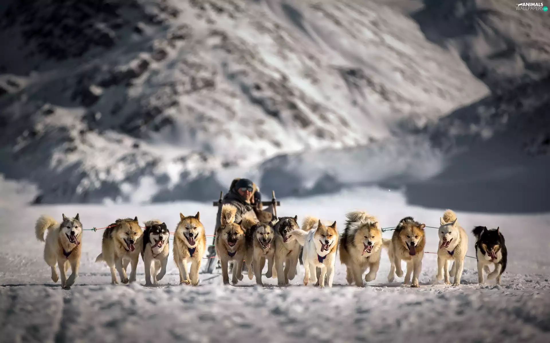 winter, canine, team, sleigh