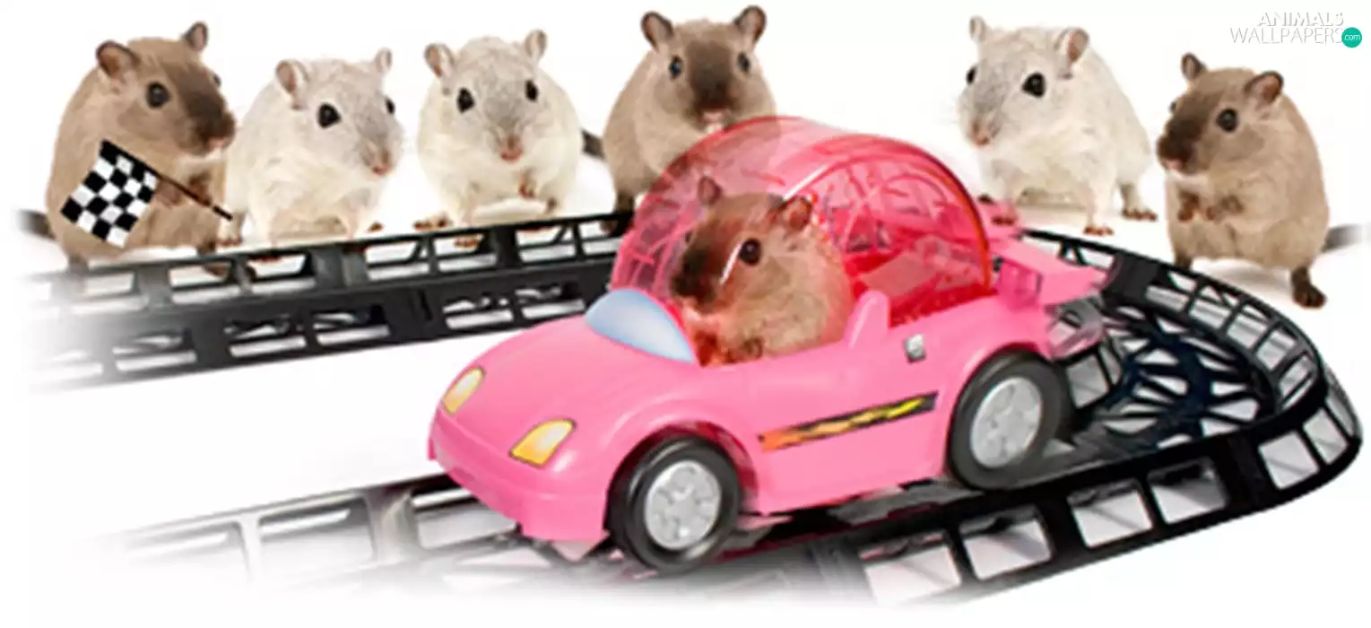 sliders, Racing, car