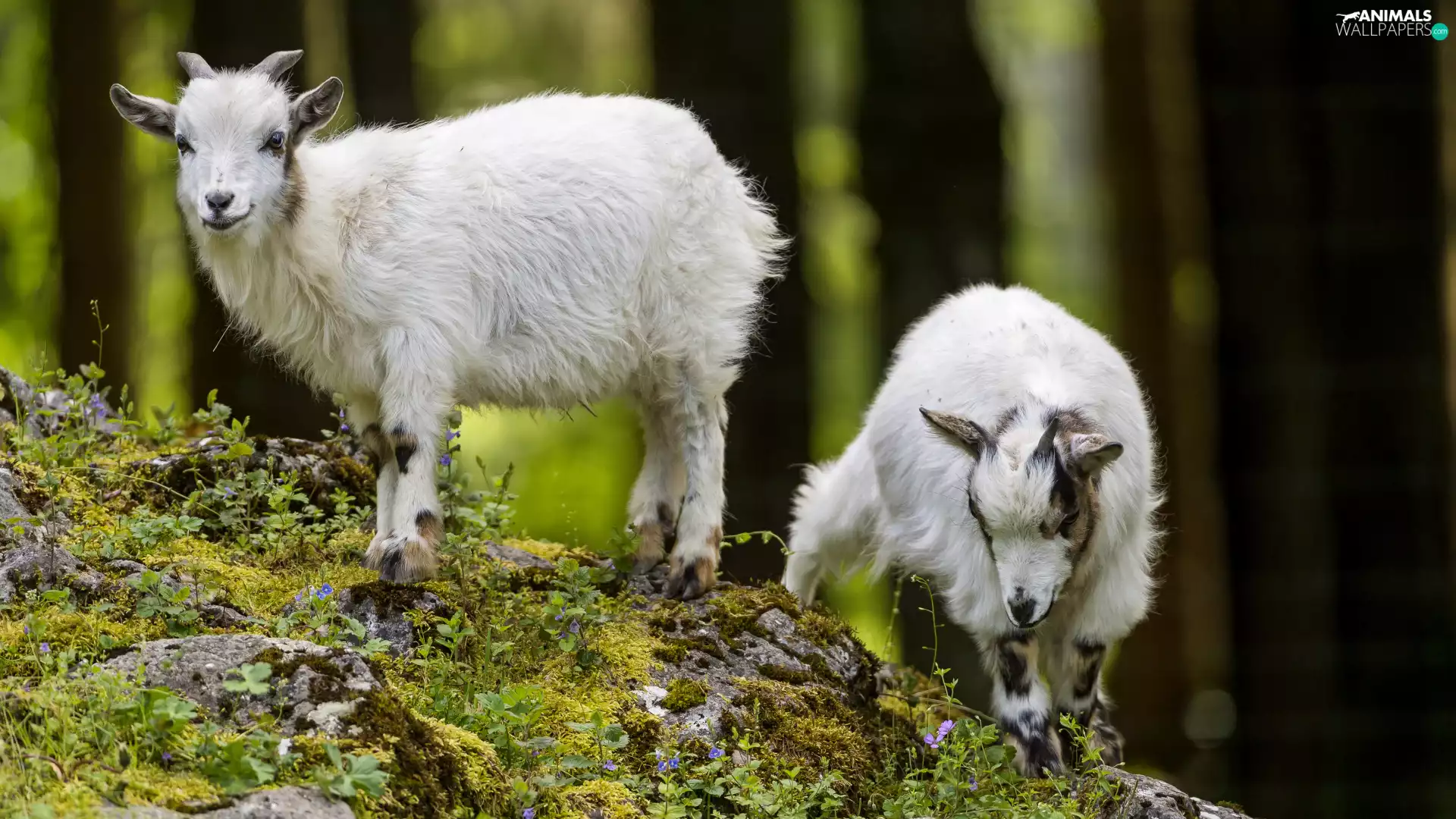Goats, Stones, Plants, slope