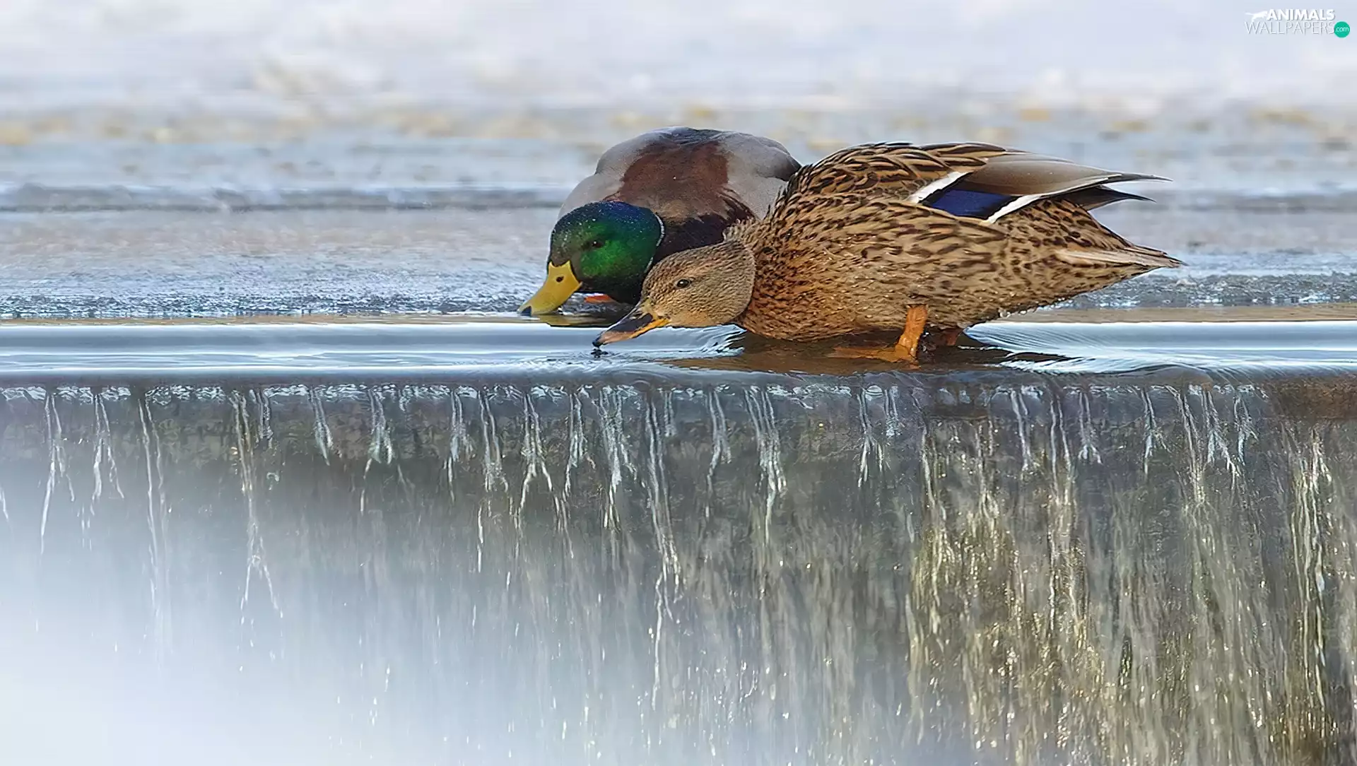 slope, ducks, water