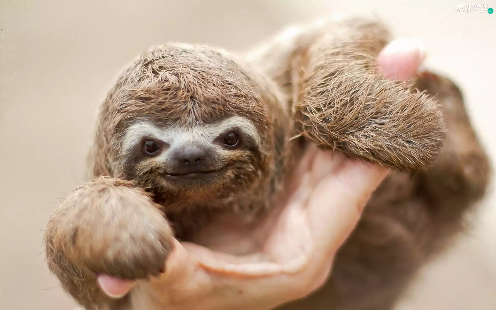 sloth, hand