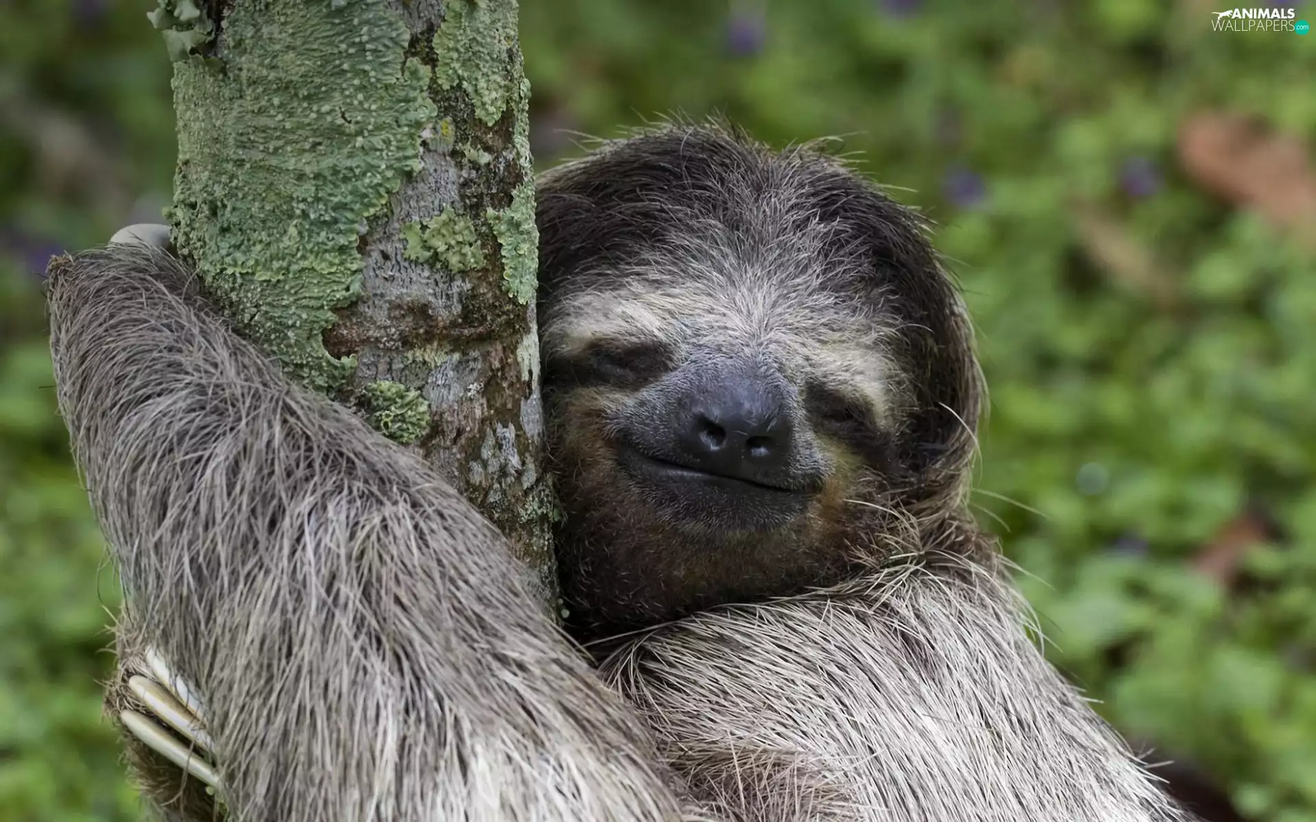 sloth, trees