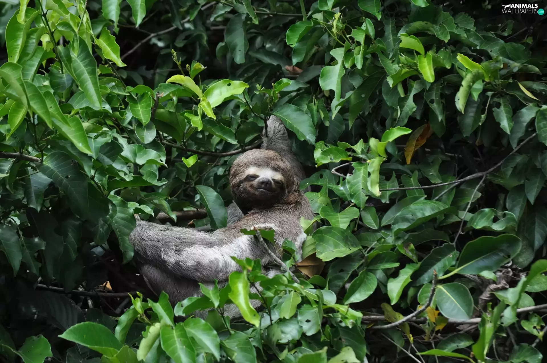 sloth