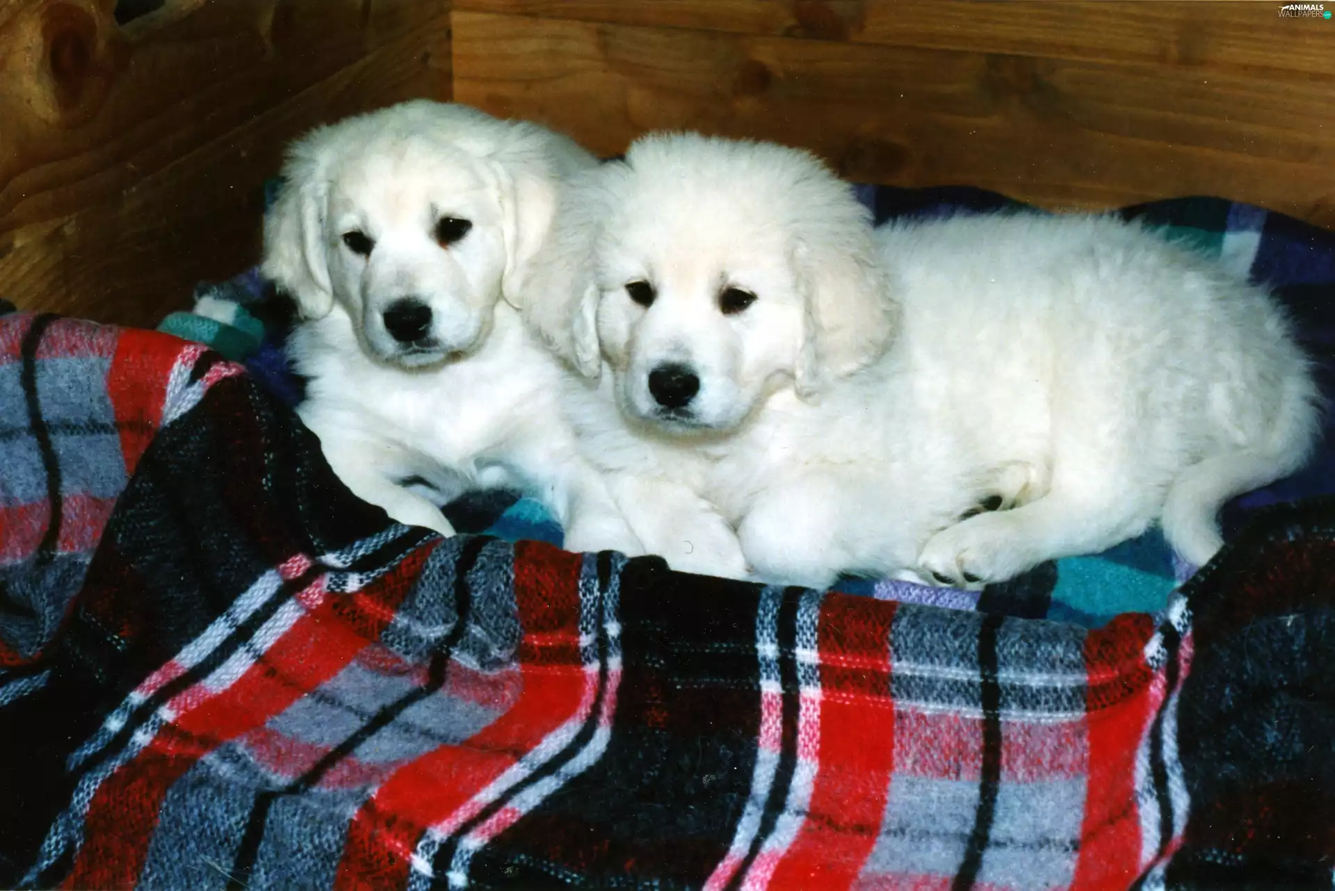 coverlet, Pane, puppies, slovak czuwacze, White
