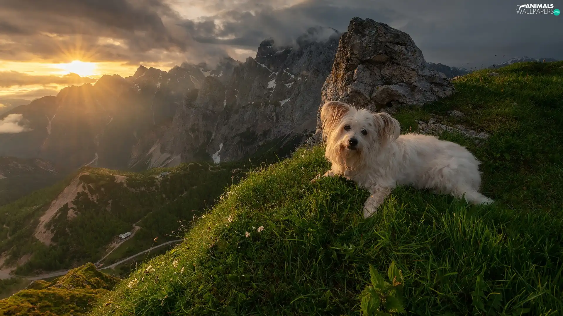 Mountains, grass, Sunrise, dog, mount, Julian Alps, Slovenia