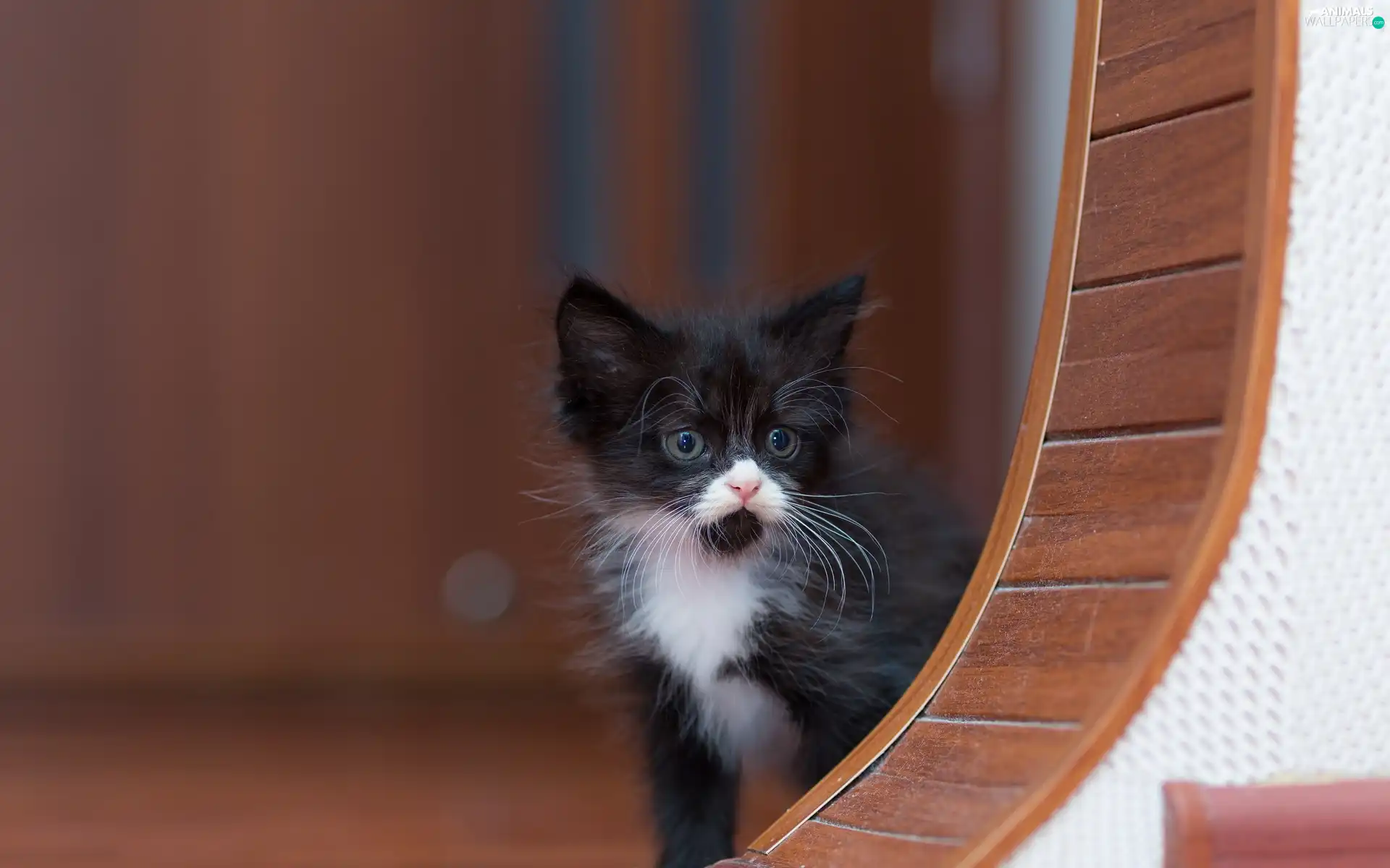 cat, White and Black, small