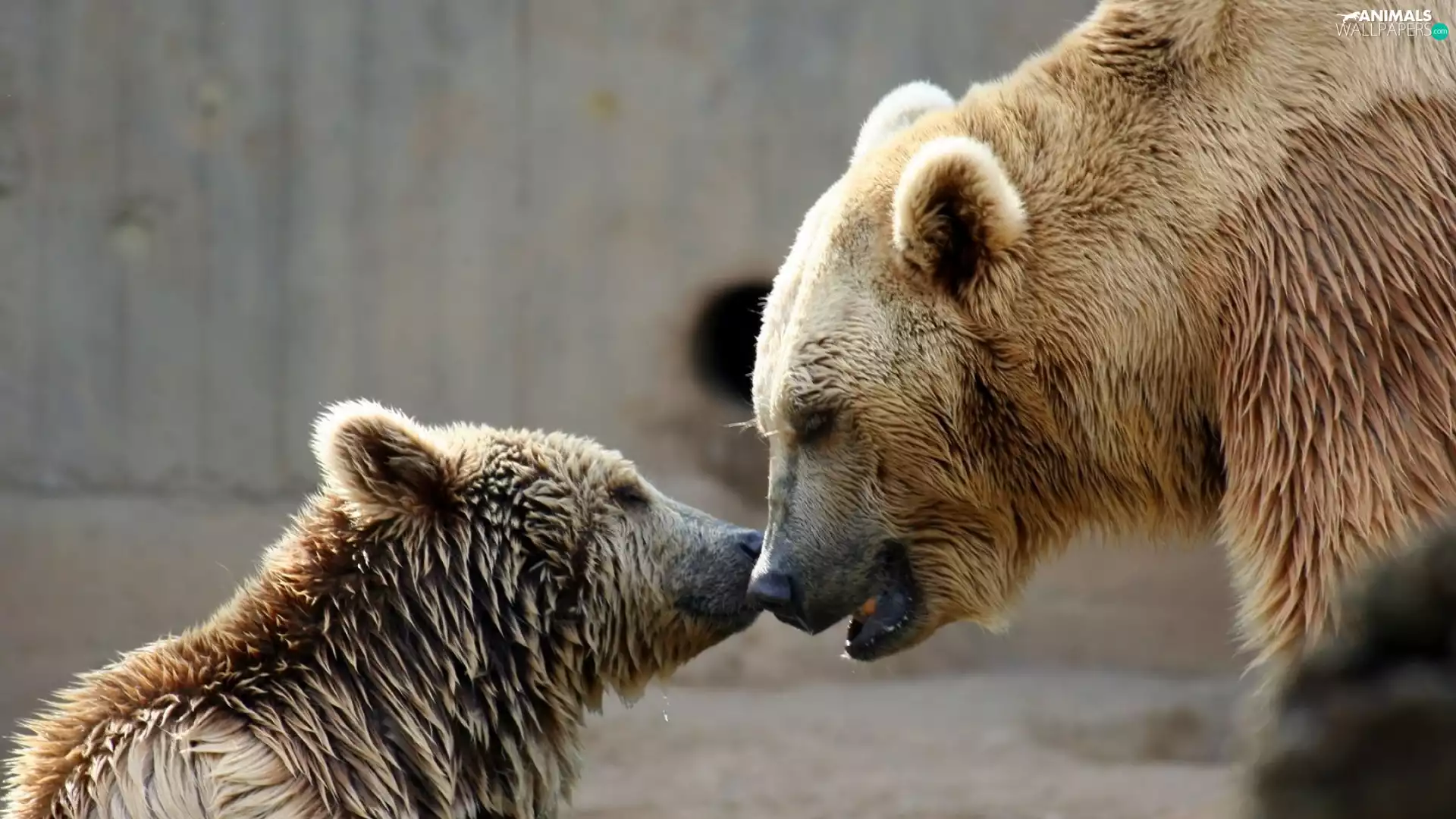 Bear, she-bear, small