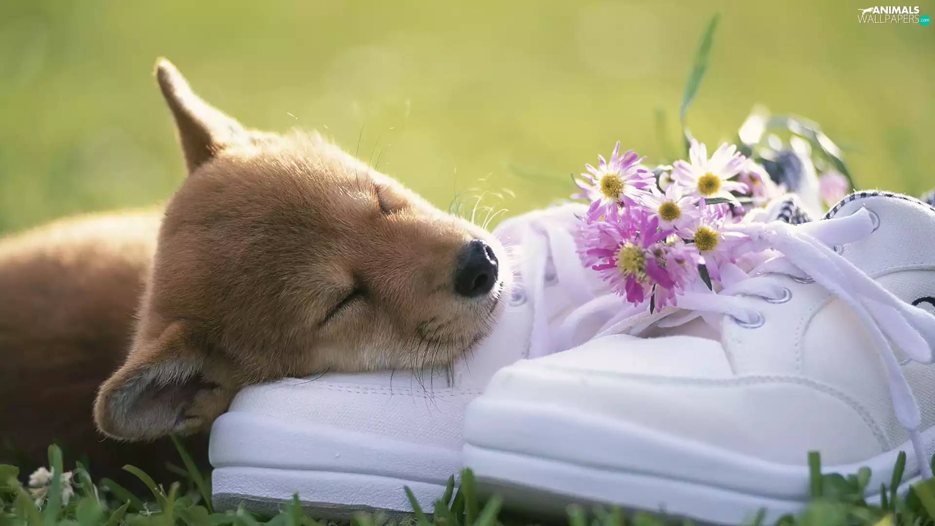 doggie, small bunch, flowers, sneakers