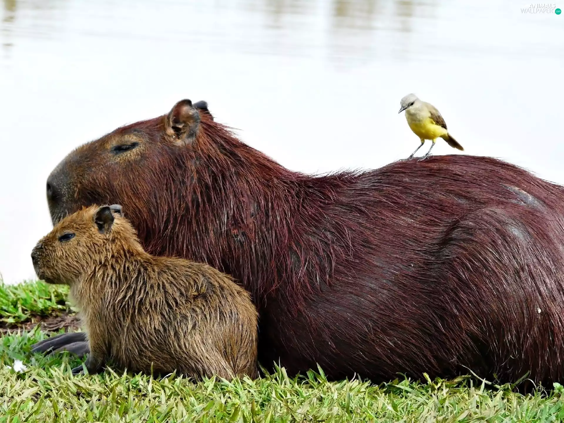 Capybara, birdies, lake, small