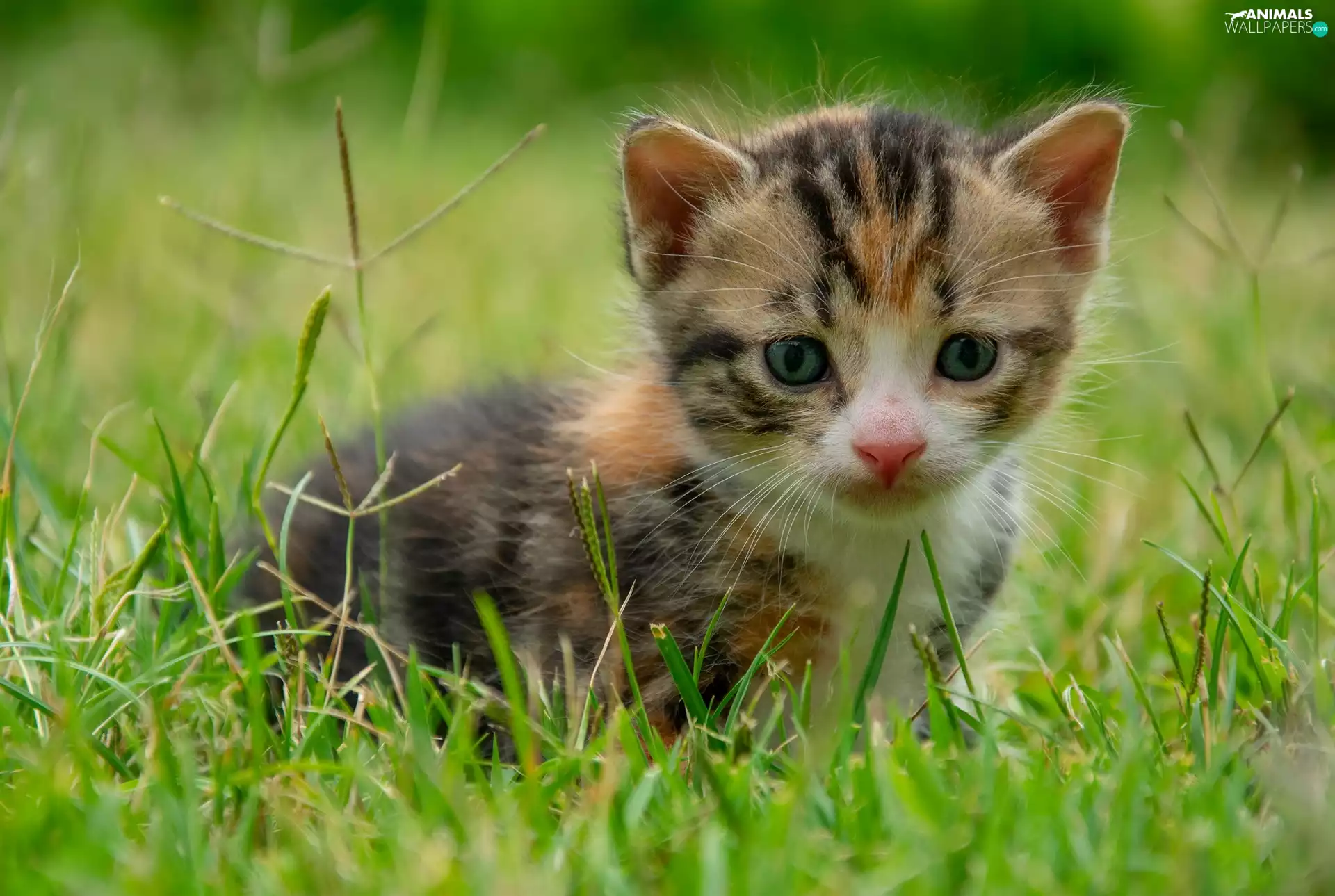 cat, kitten, grass, small