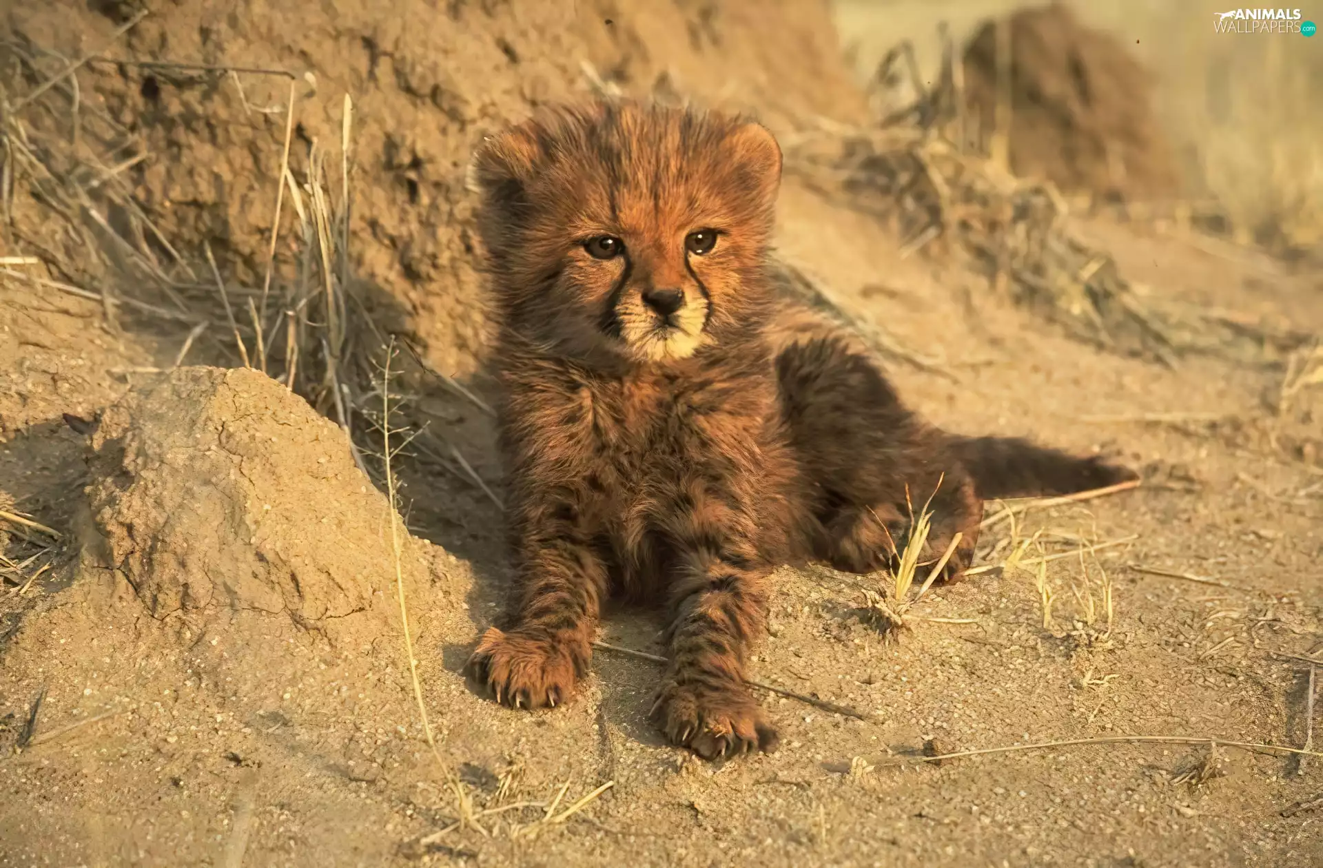small, Cheetah
